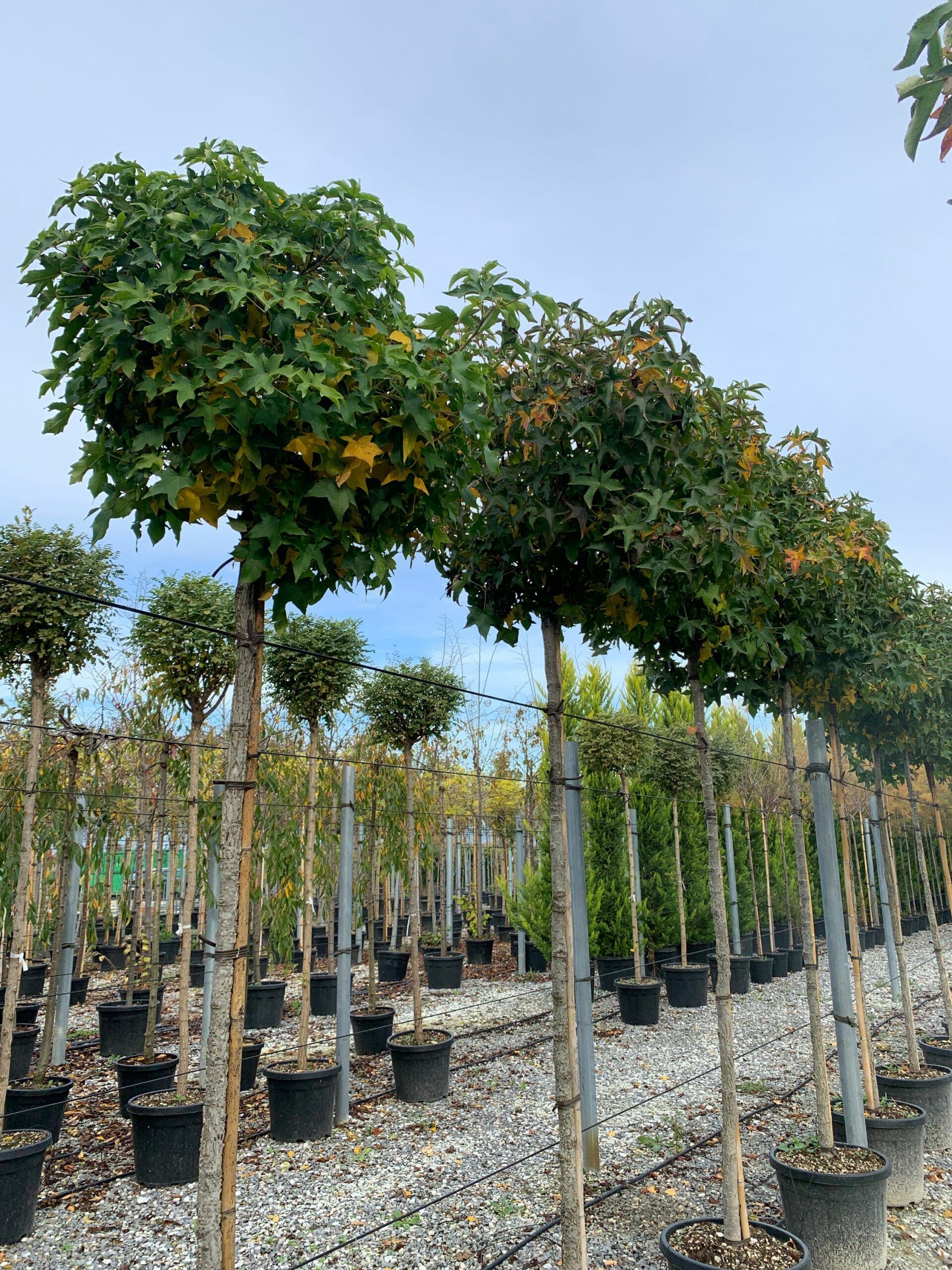 1636101758 scaled 95a26de3