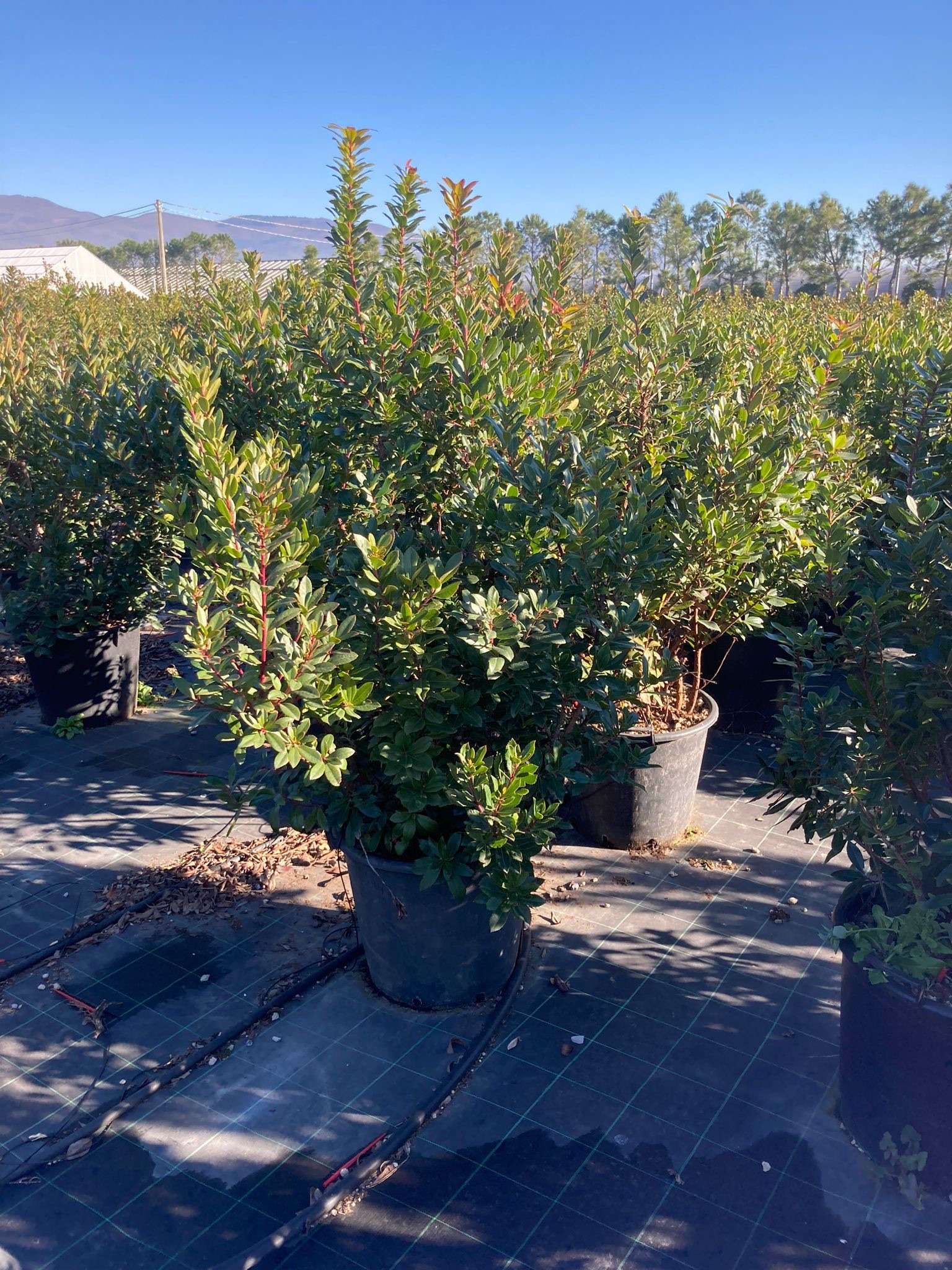 1642786603 0115c58d1bd30f494d93b57826a960576420e93bd6 9541376b