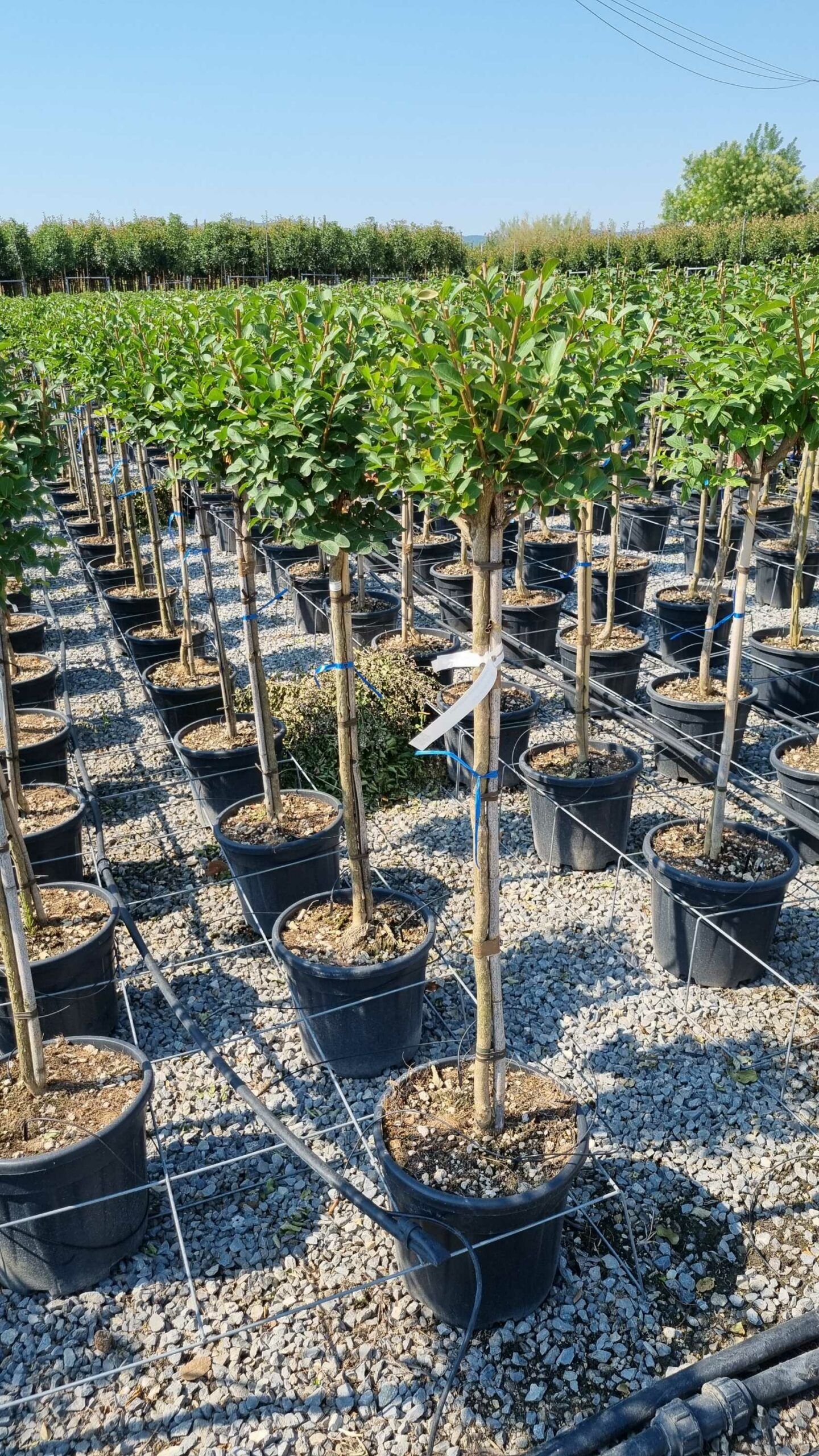 1658131795 scaled 951849a9