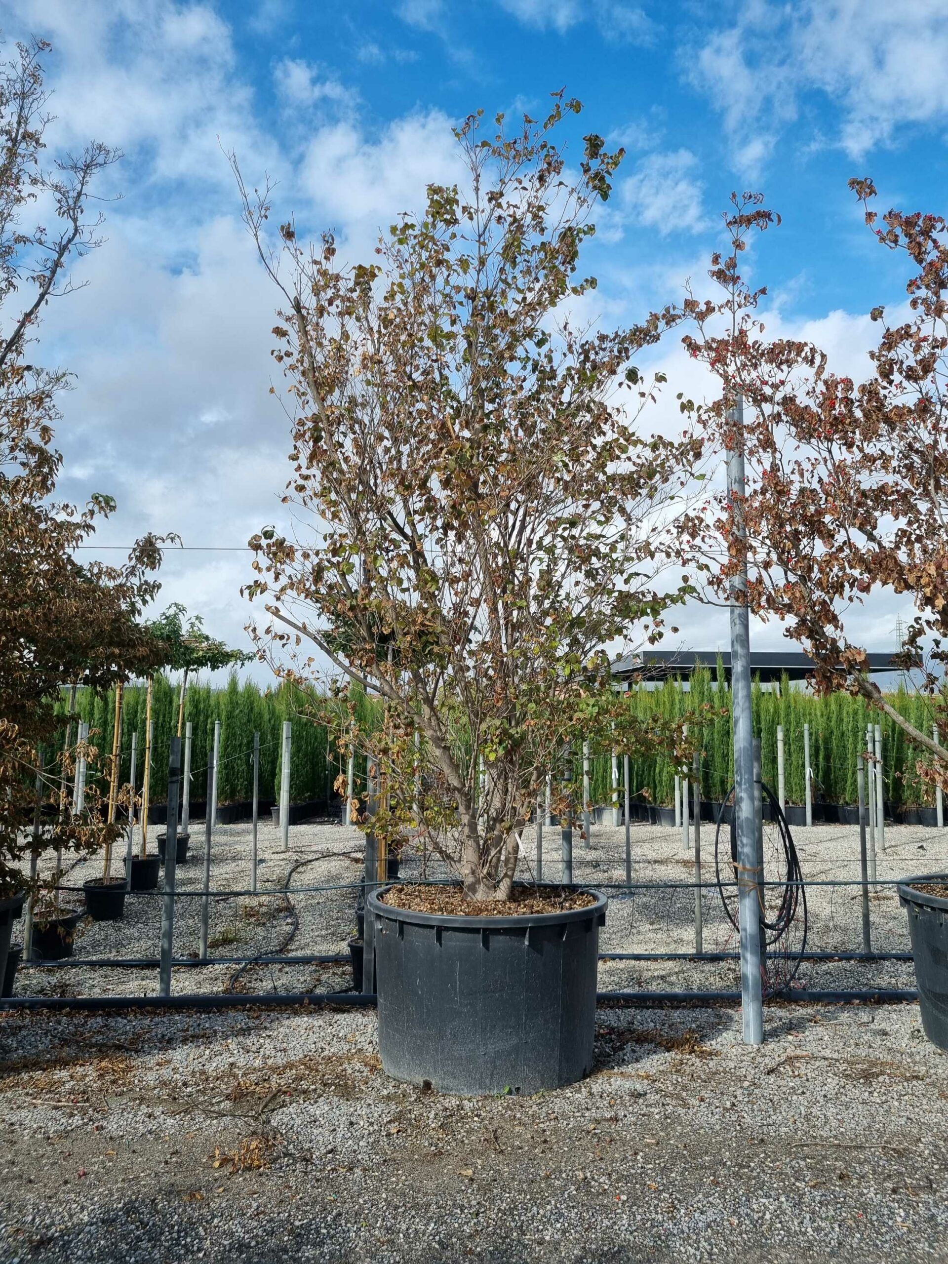 1664441577 scaled 95735760