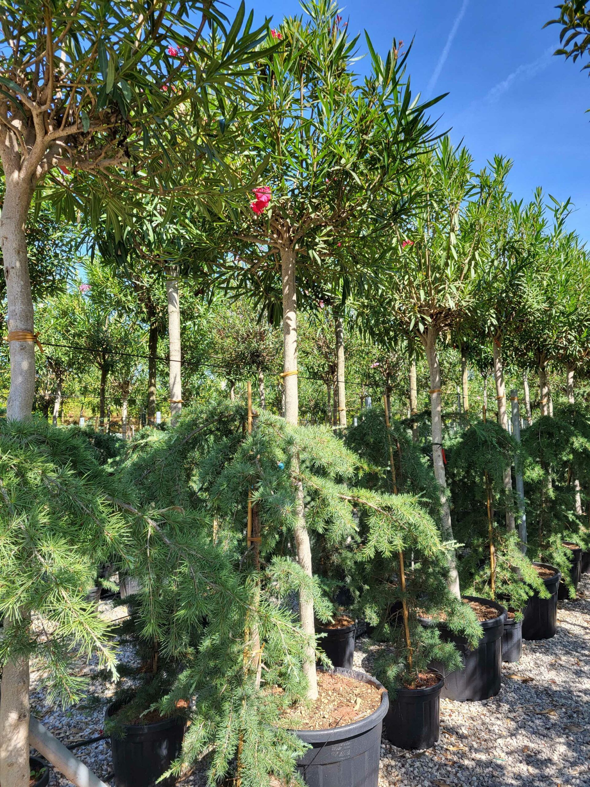 1691570167 scaled 958e2dfb