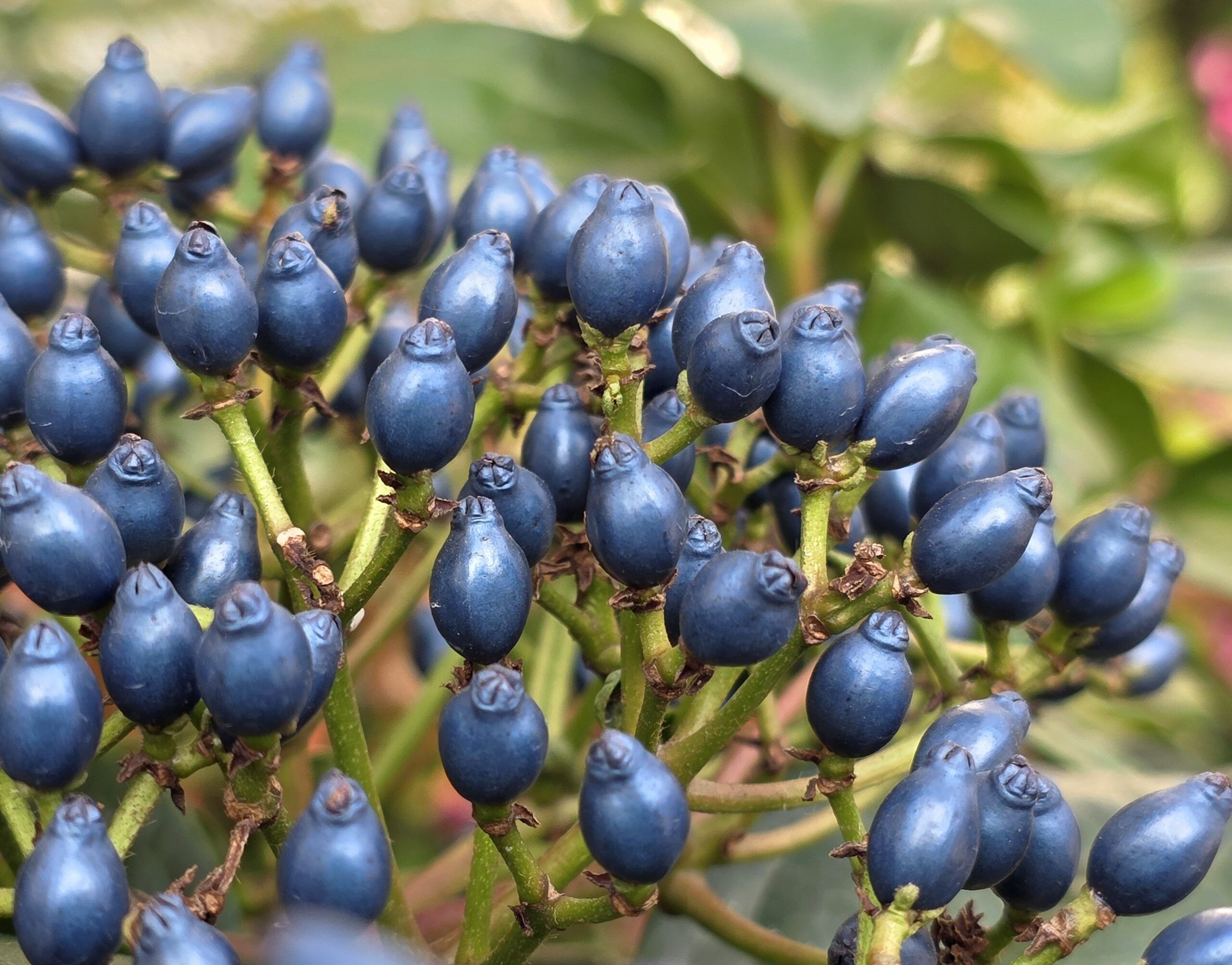 VIBURNUM tinus 'Rock'n Rolla' ®