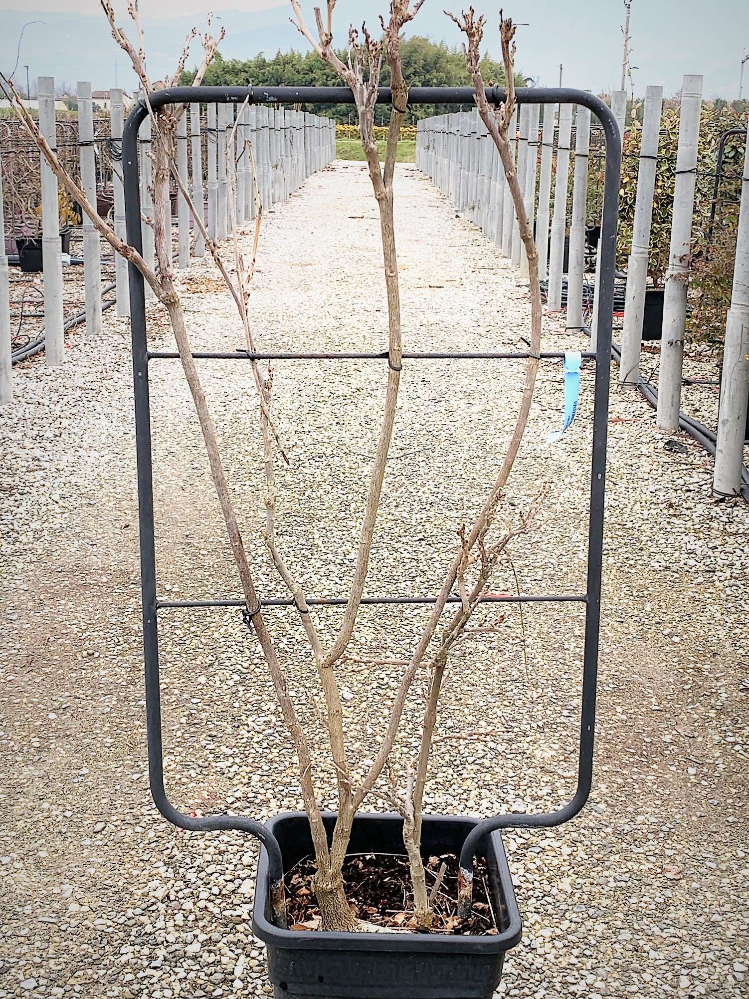 1614157867 6 Wisteria sinensis Prolific Vqlt 18 090x050 Pleached 36 00 9636b0a8