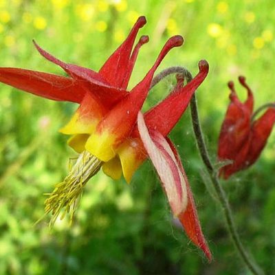 AQUILEGIA canadensis