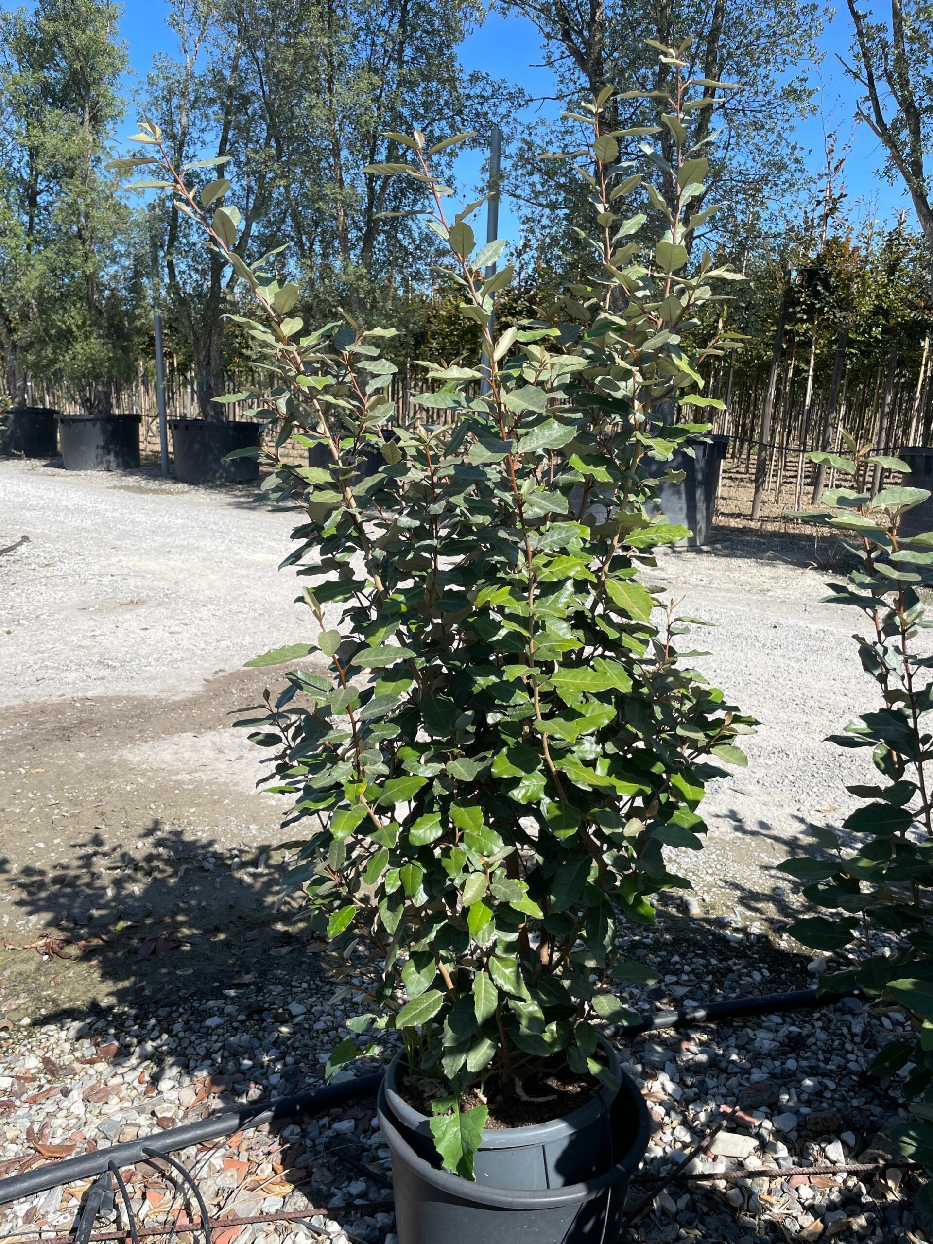 1663073556 scaled 961dcea9