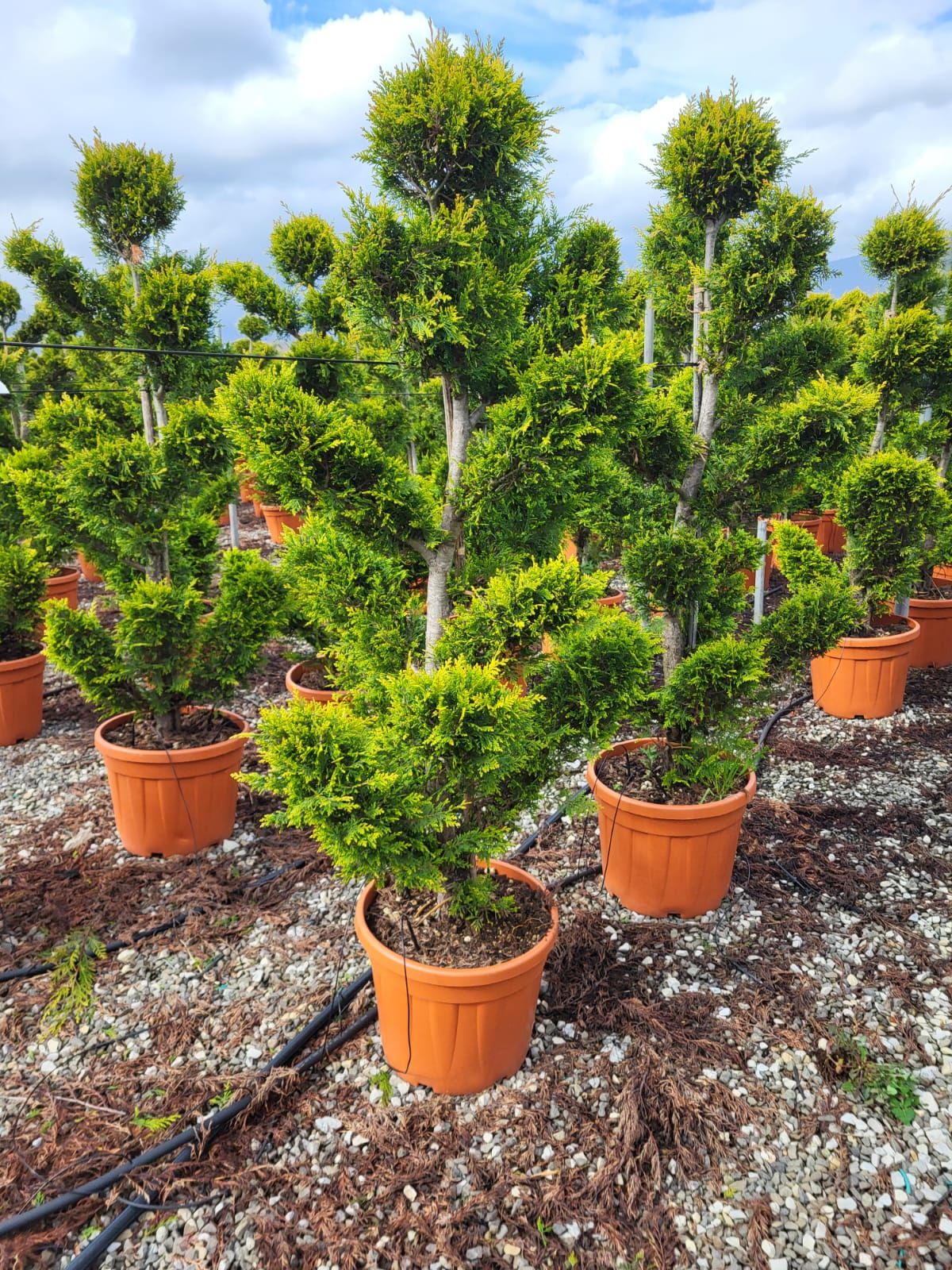 1680621267 cup gold rider pompons piatti 96edb12e