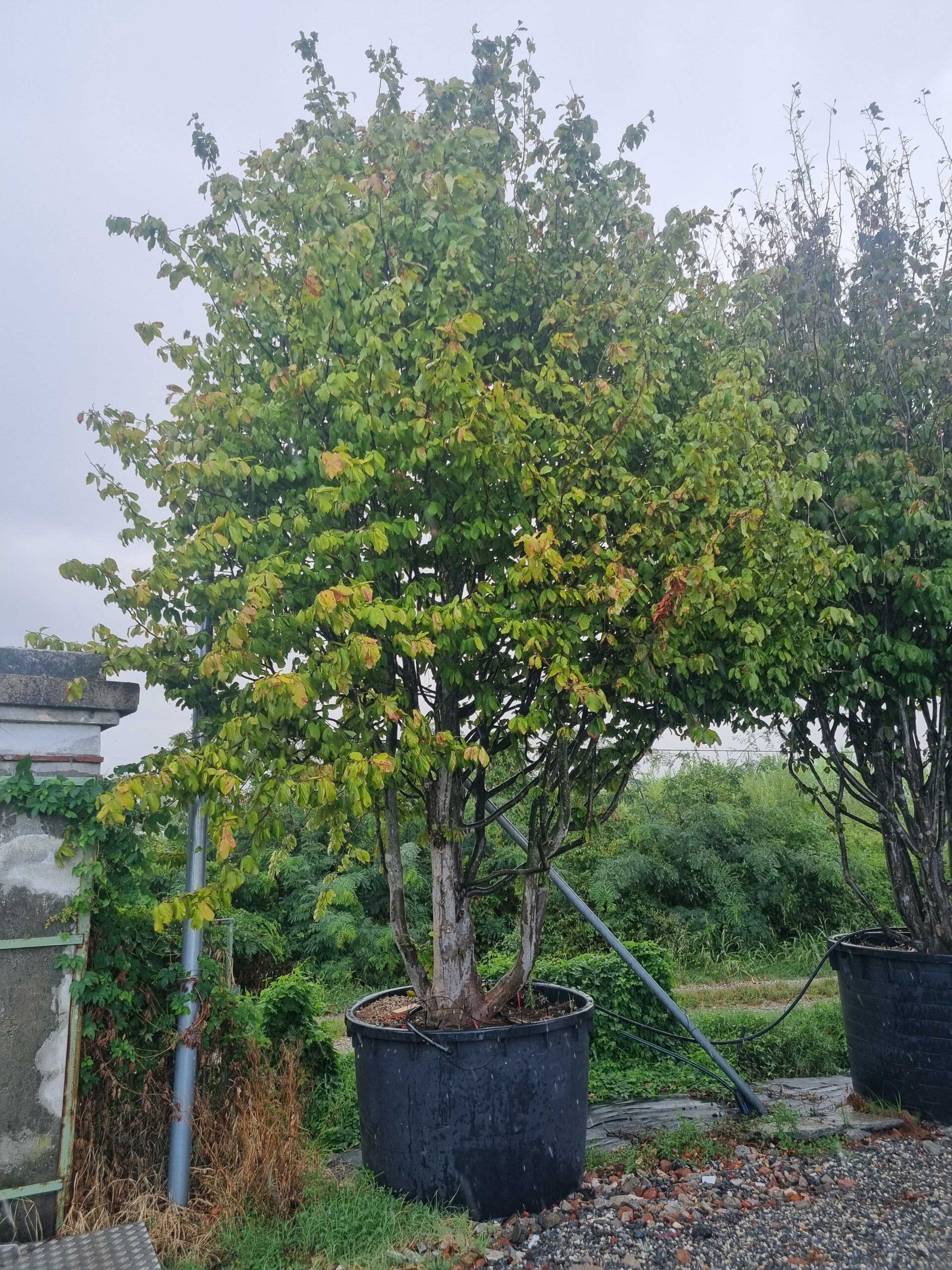 1693235988 scaled 962f7ad7