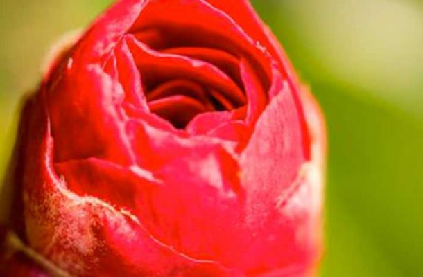 camellia 971f673d