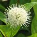 CEPHALANTHUS occidentalis 'Fiber Optics' FE ®