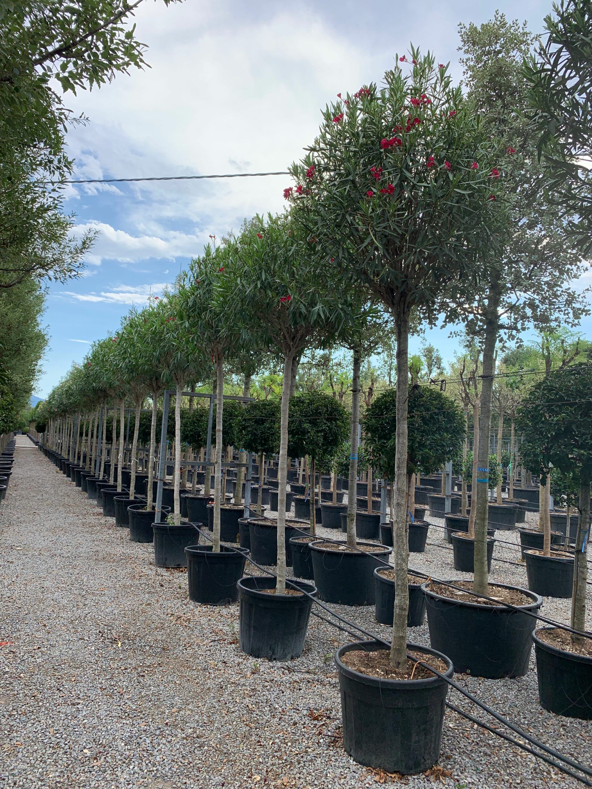 1657551282 scaled 98df1bcf