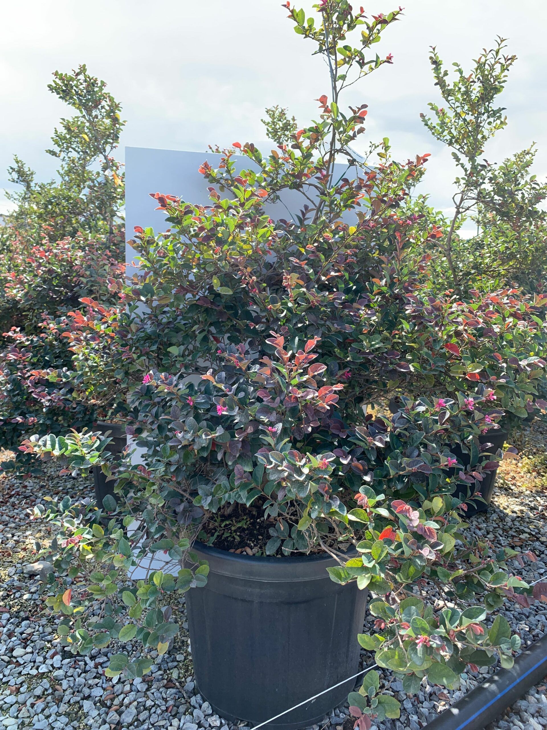 1659948470 scaled 9890f4b6