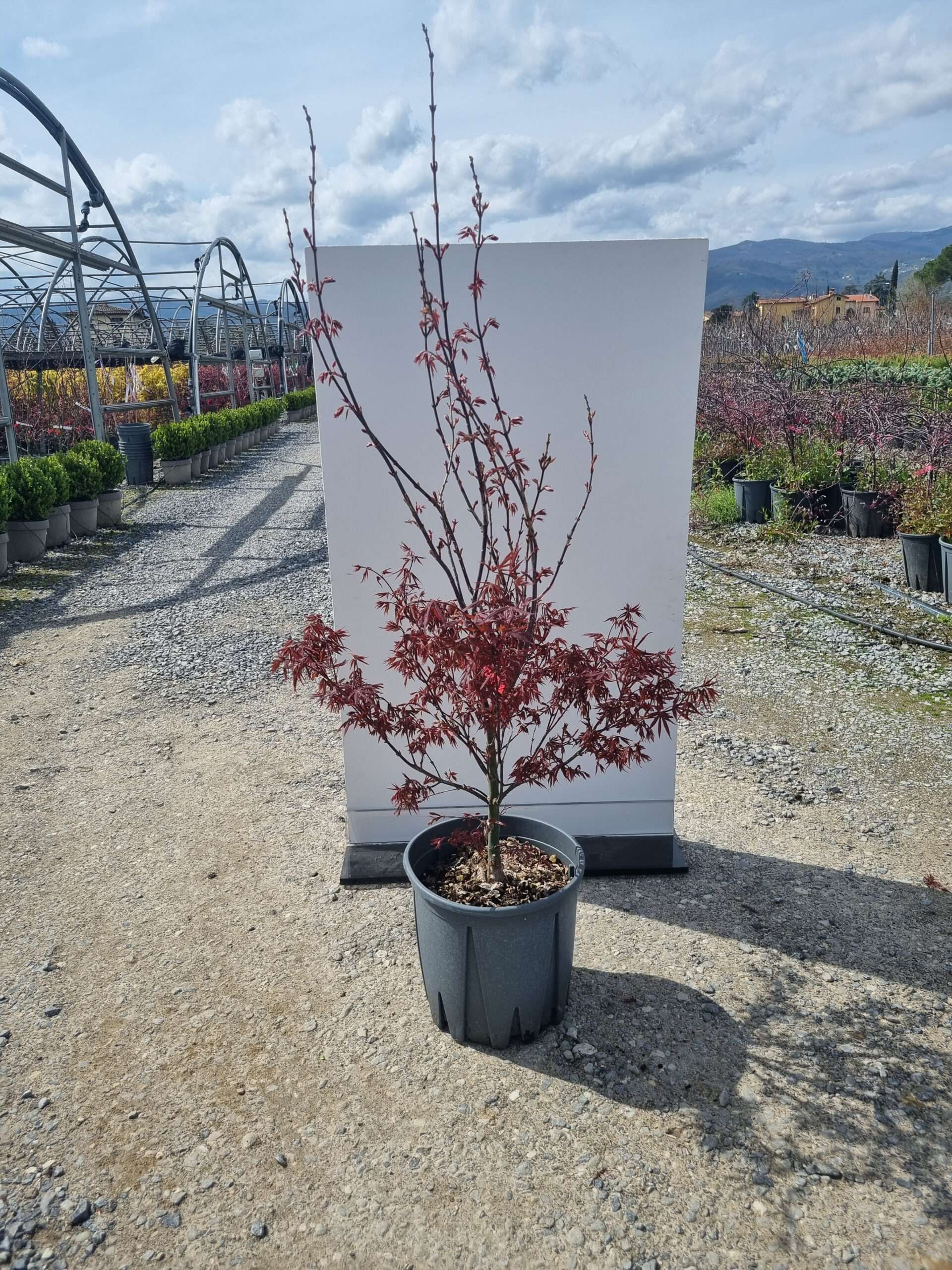1680617438 acer palmatum bloodgood clt18 080 100 scaled 98849d46