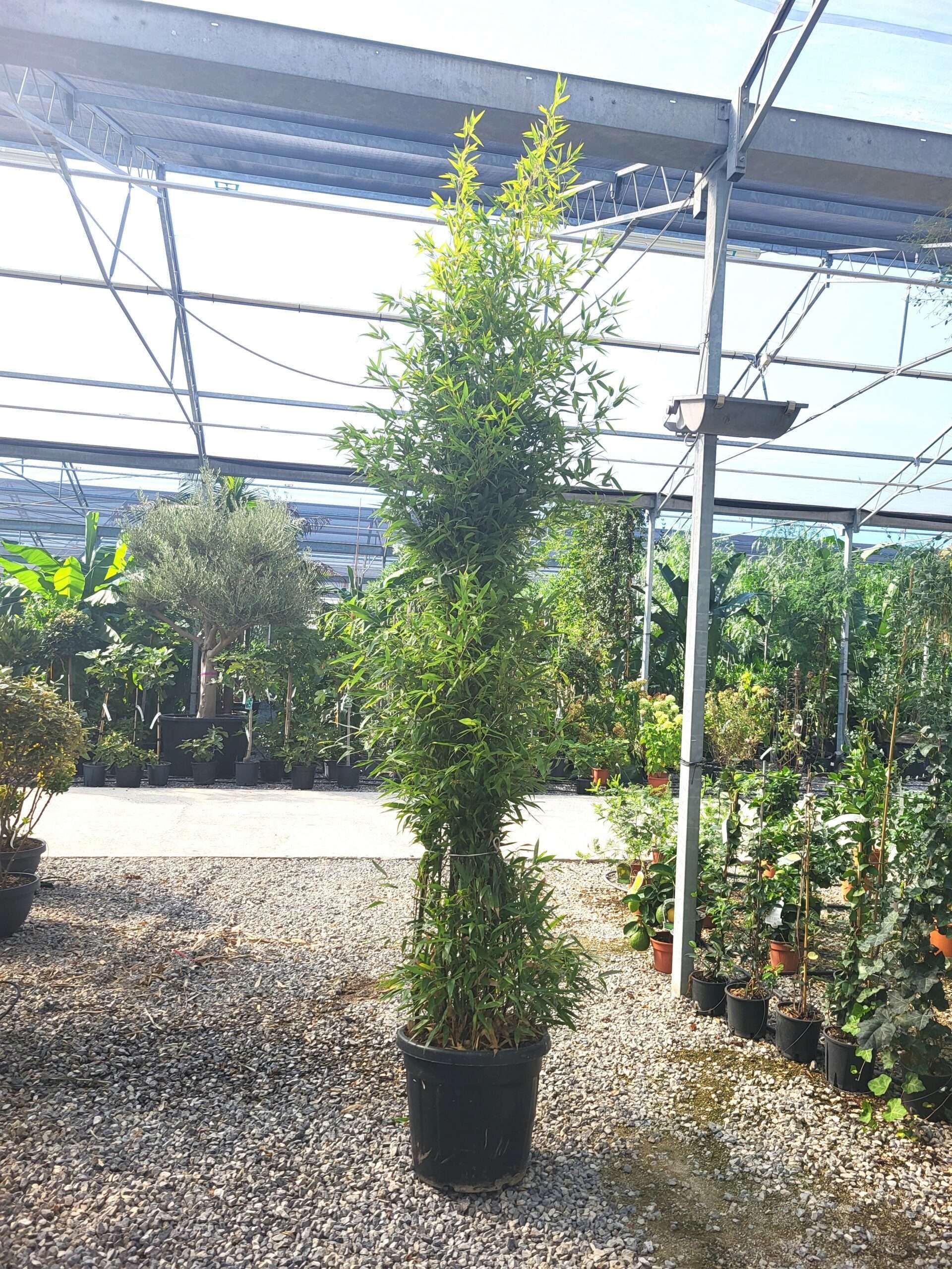 1696326992 scaled 9882a196