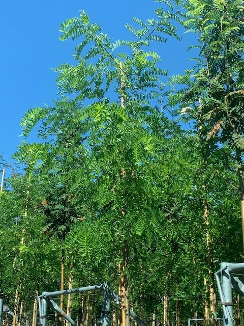 1607103414 rotated 995006a8