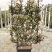 1614157867 1 Photinia x fraseri Carr Rouge Vqlt 18 090x050 Pleached 36 00 9974d813