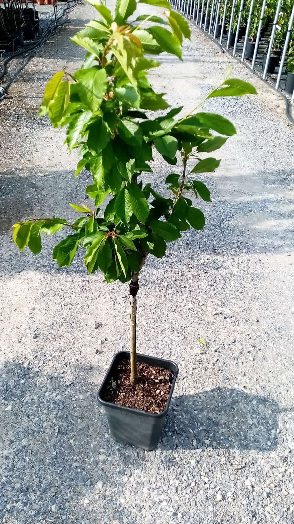 1652432189 PHOTO 2022 05 03 17 24 10 9913c9fb