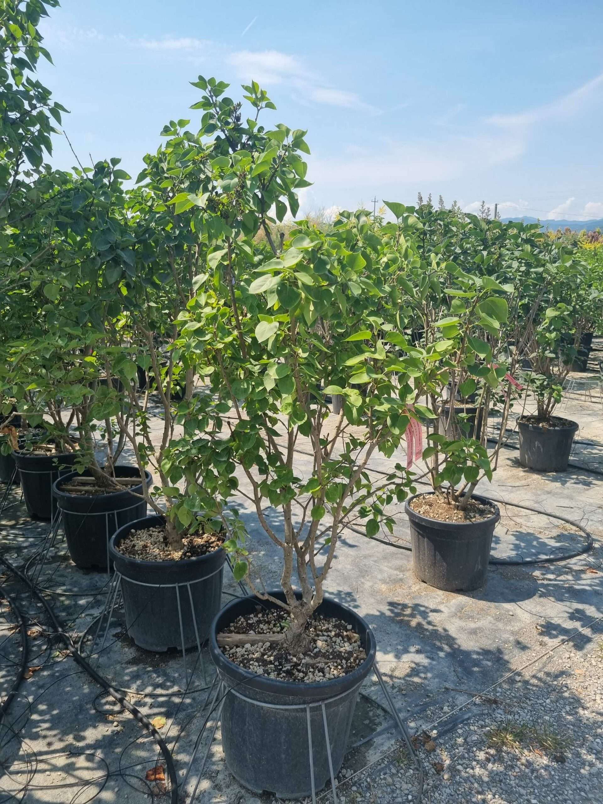 1687870972 scaled 991c6f2b