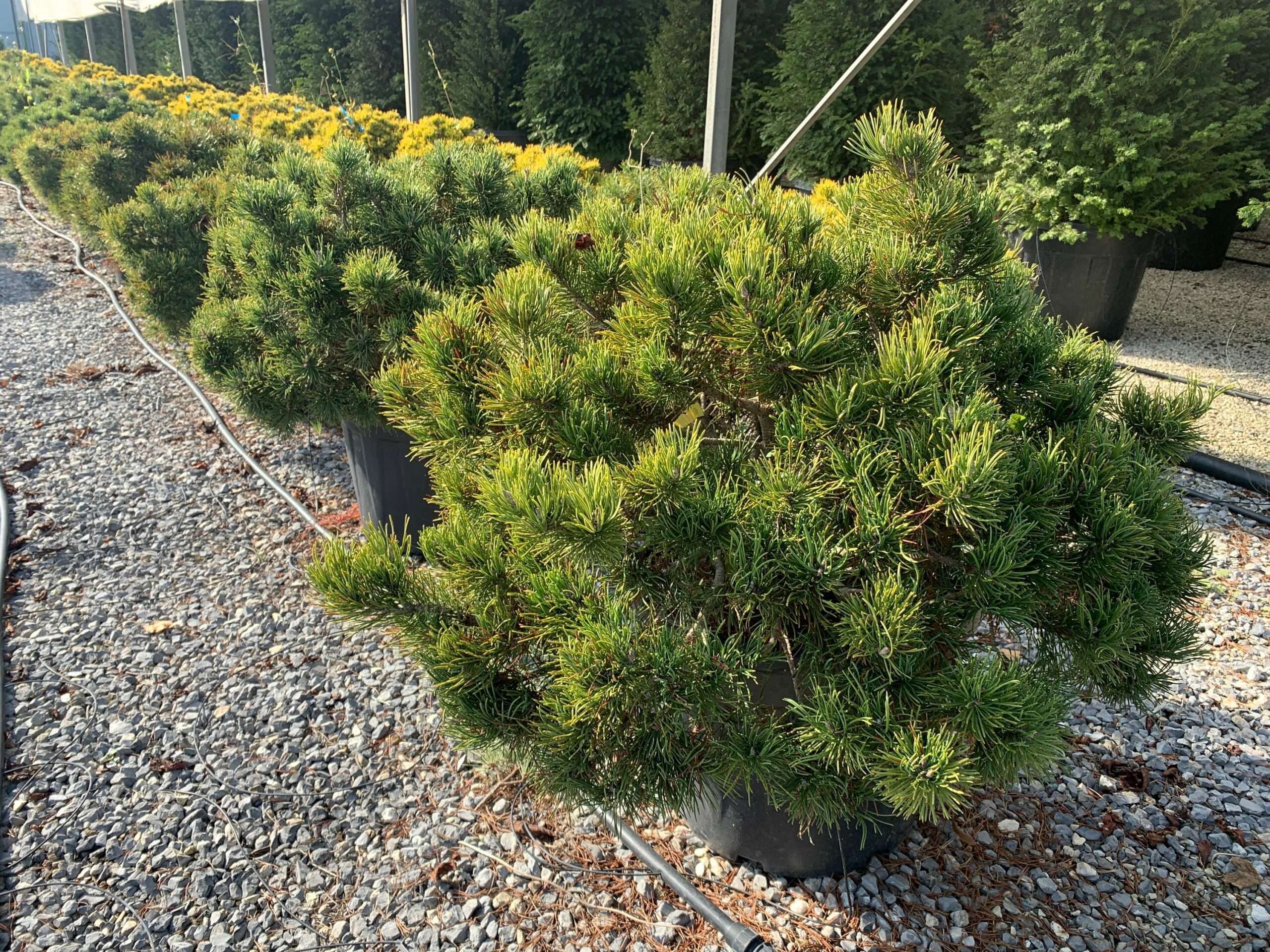 1635501523 scaled 9a67f2ce