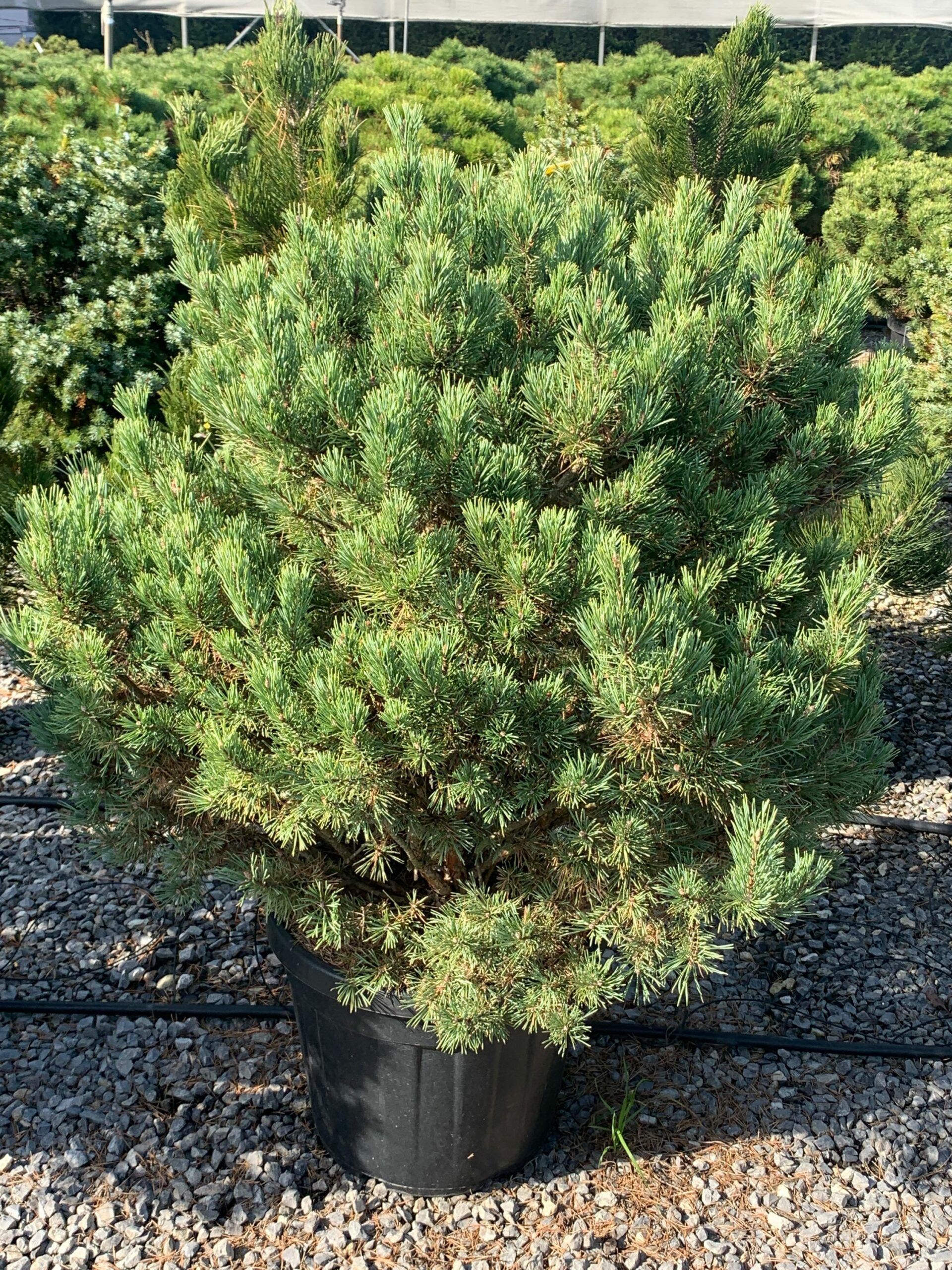 1635502267 scaled 9a43b939