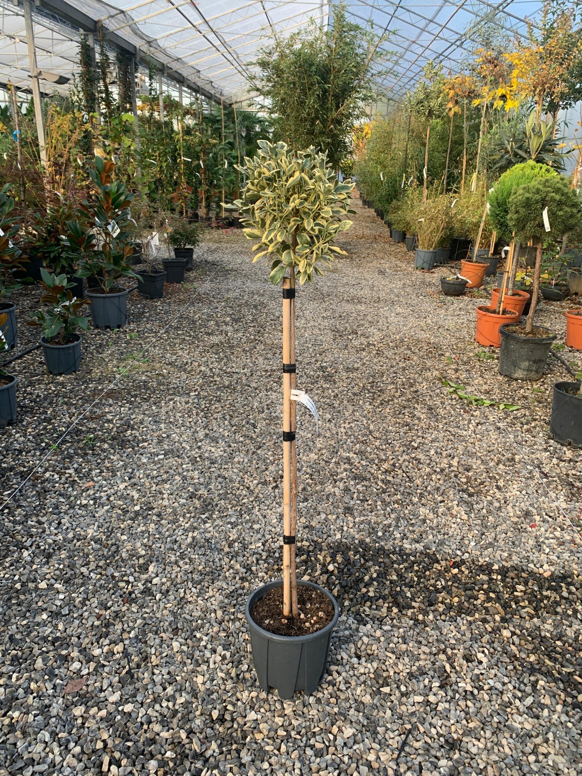 1637243425 scaled 9a83a316