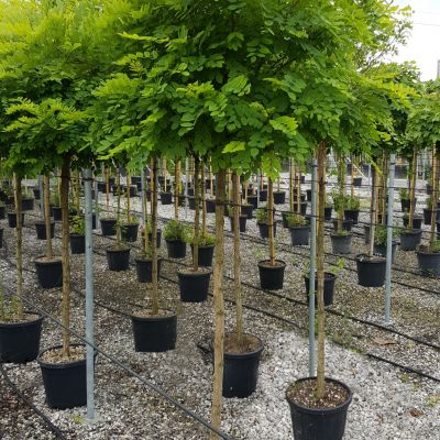 ROBINIA pseudoacacia 'Umbraculifera'