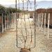 1645809046 8 Vitis vinifera en Vari t s Vqlt 25 150x055 Pleached 55 00 1 9aac3ad0