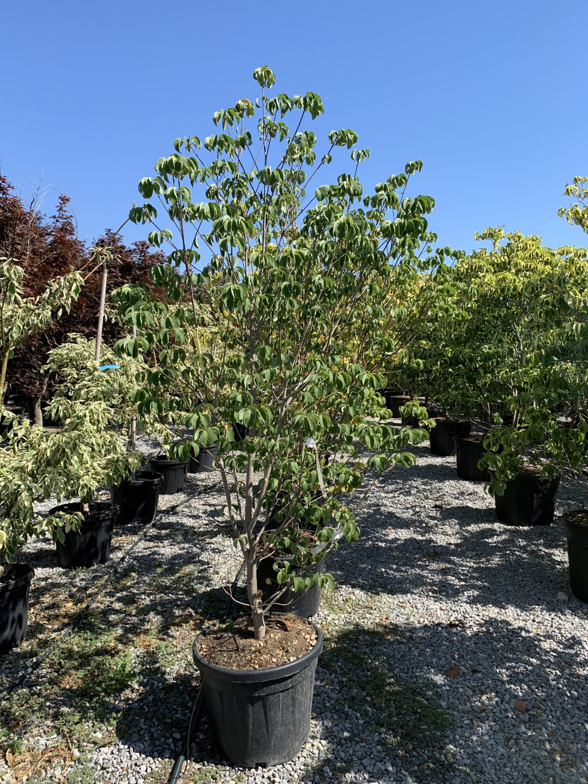 1657194092 scaled 9a87a4e8