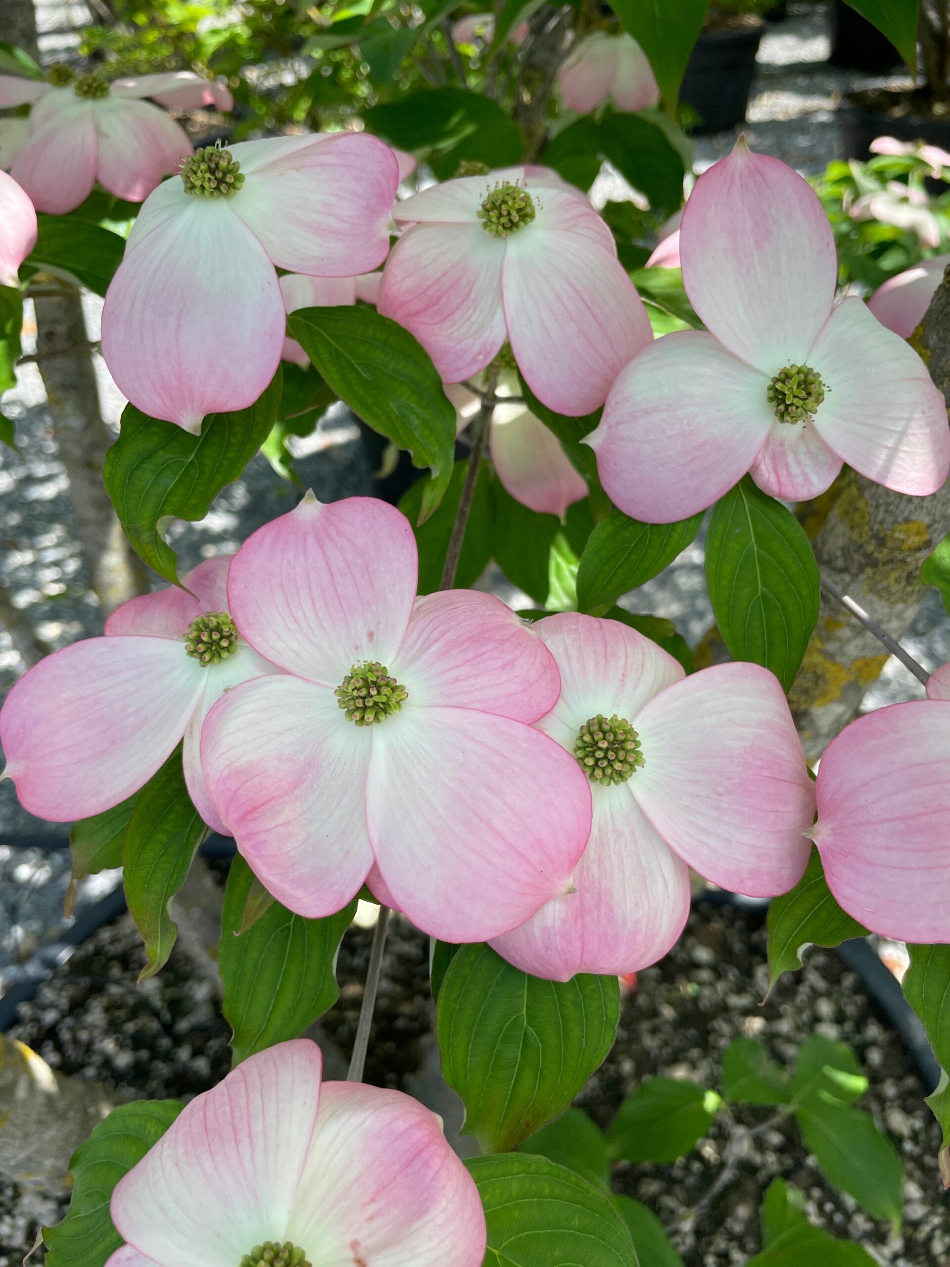 1683110830 scaled 9ad97972