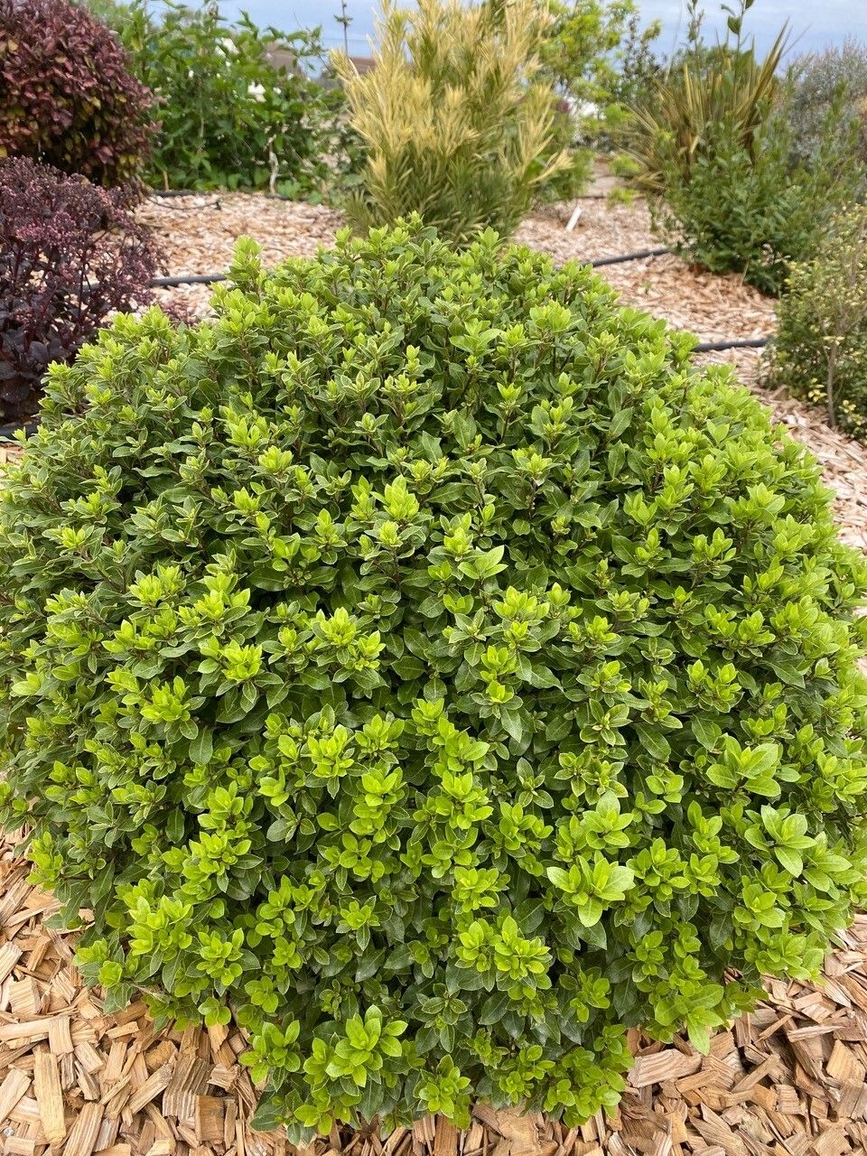 Pittosporum Beach Ball 4 9ae75a90