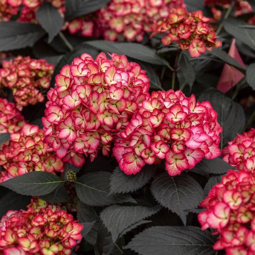 HYDRANGEA macrophylla 'Eclipse' FE ®