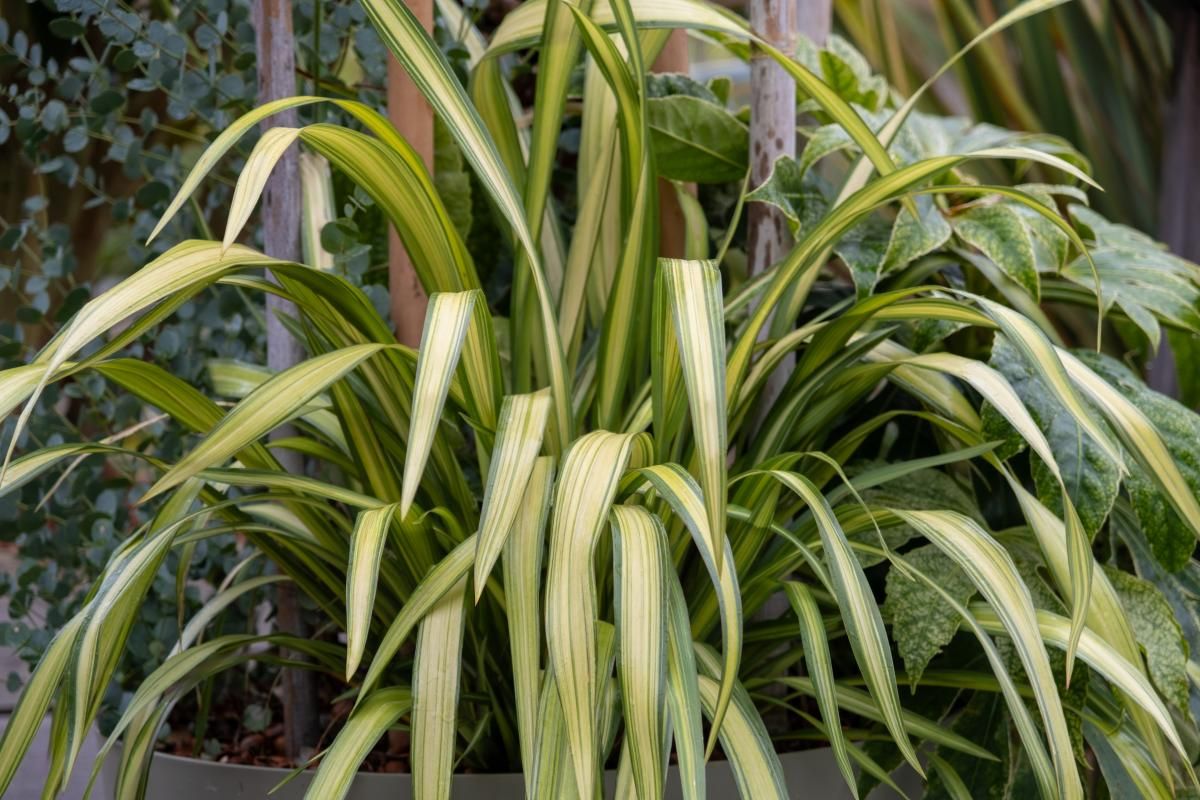 phormium tenax lemon spritzer 2 9a0f983e