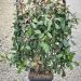 1614157867 2 Photinia x fraseri Red Robin Vqlt 18 090x050 Pleached 36 00 9b627afa