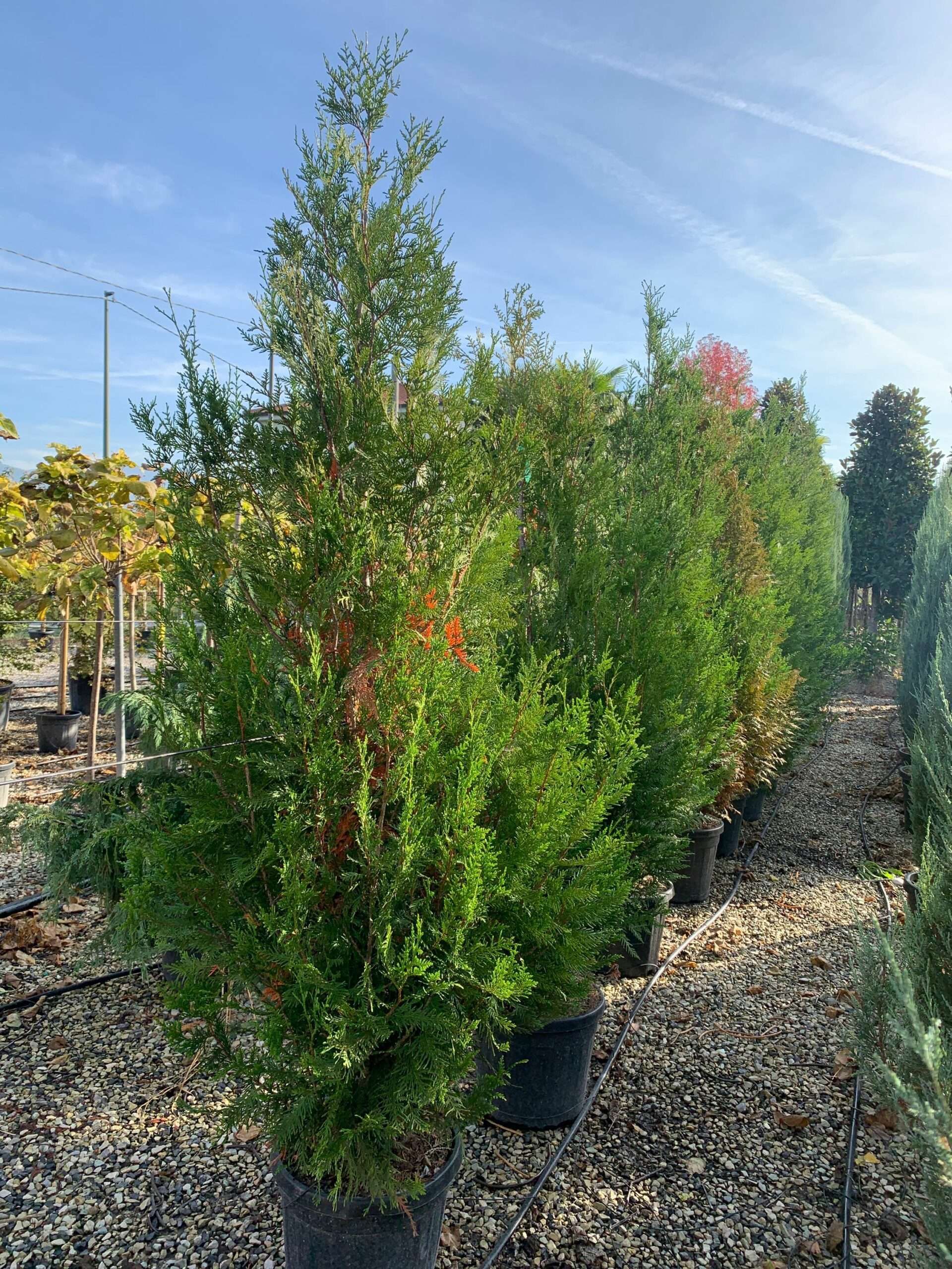 1635495717 scaled 9b137566