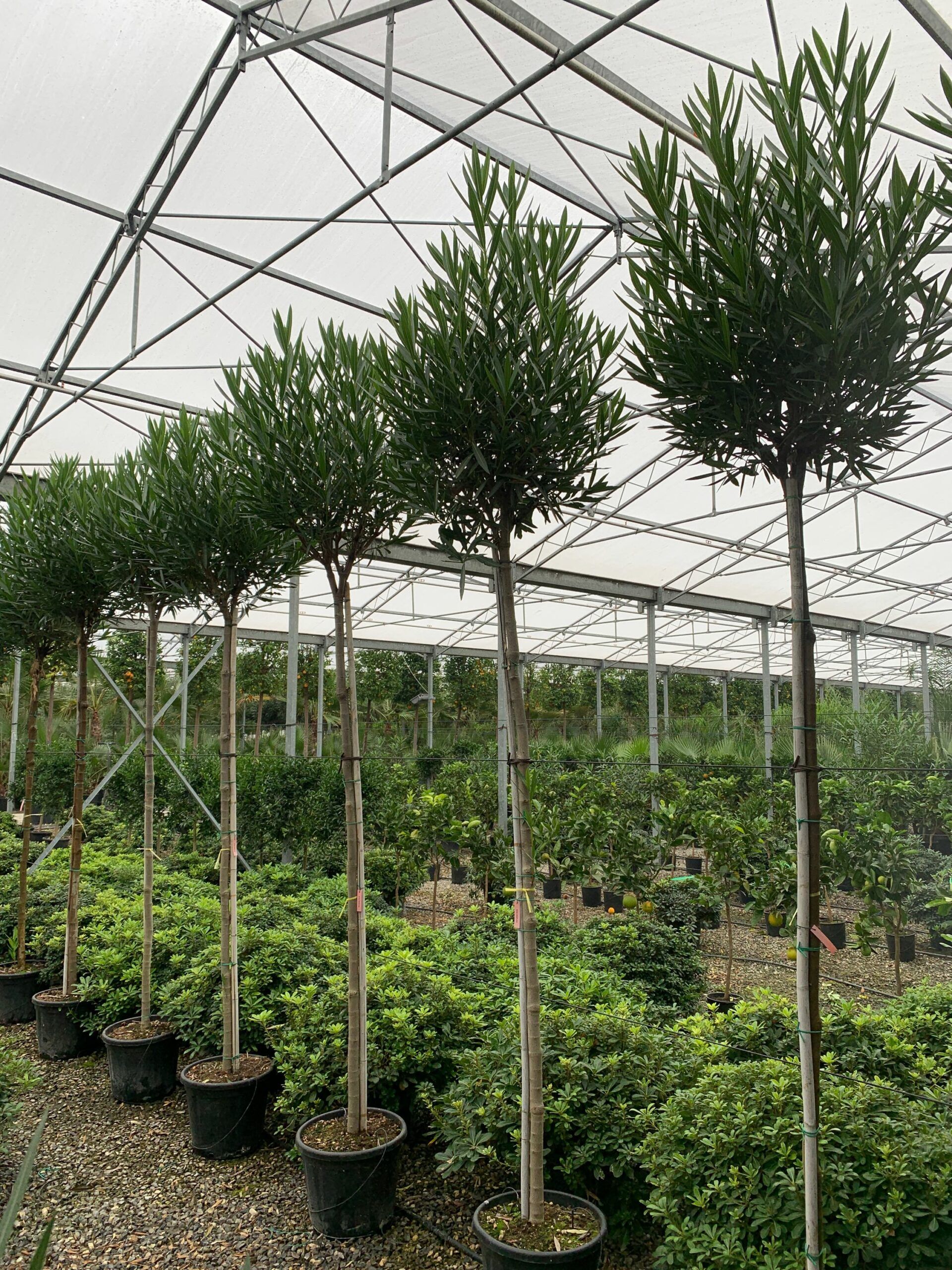 1637405900 scaled 9b2a21ce