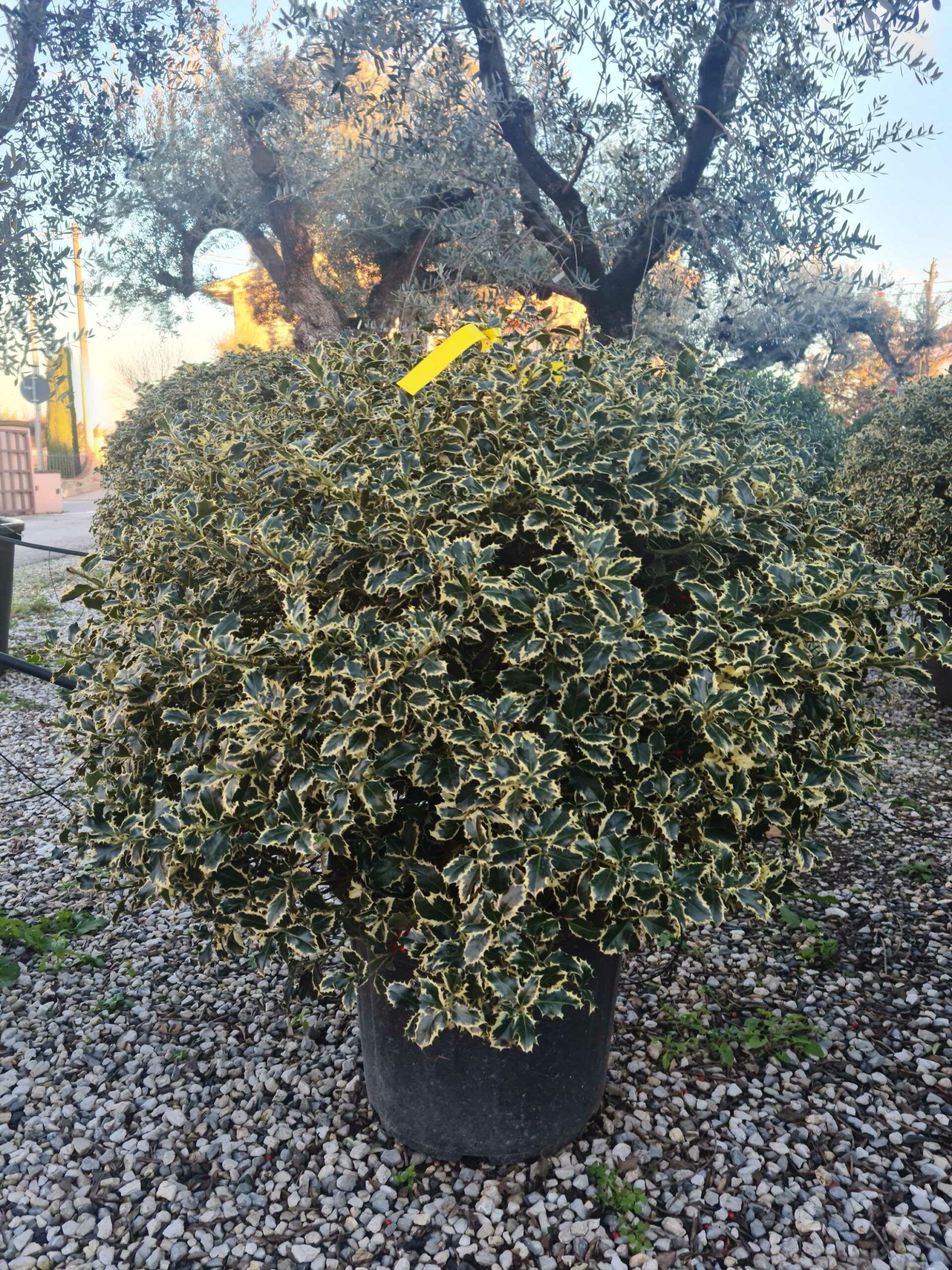 1639407894 scaled 9ba3e512