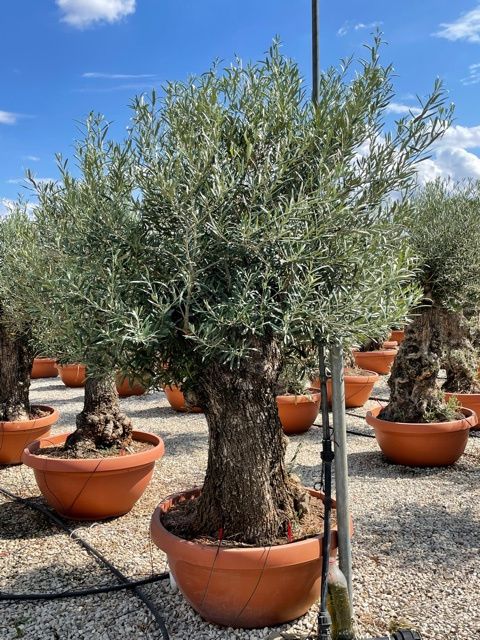 1661592234 olea 90cms bowl art 19 extra 9bc58367