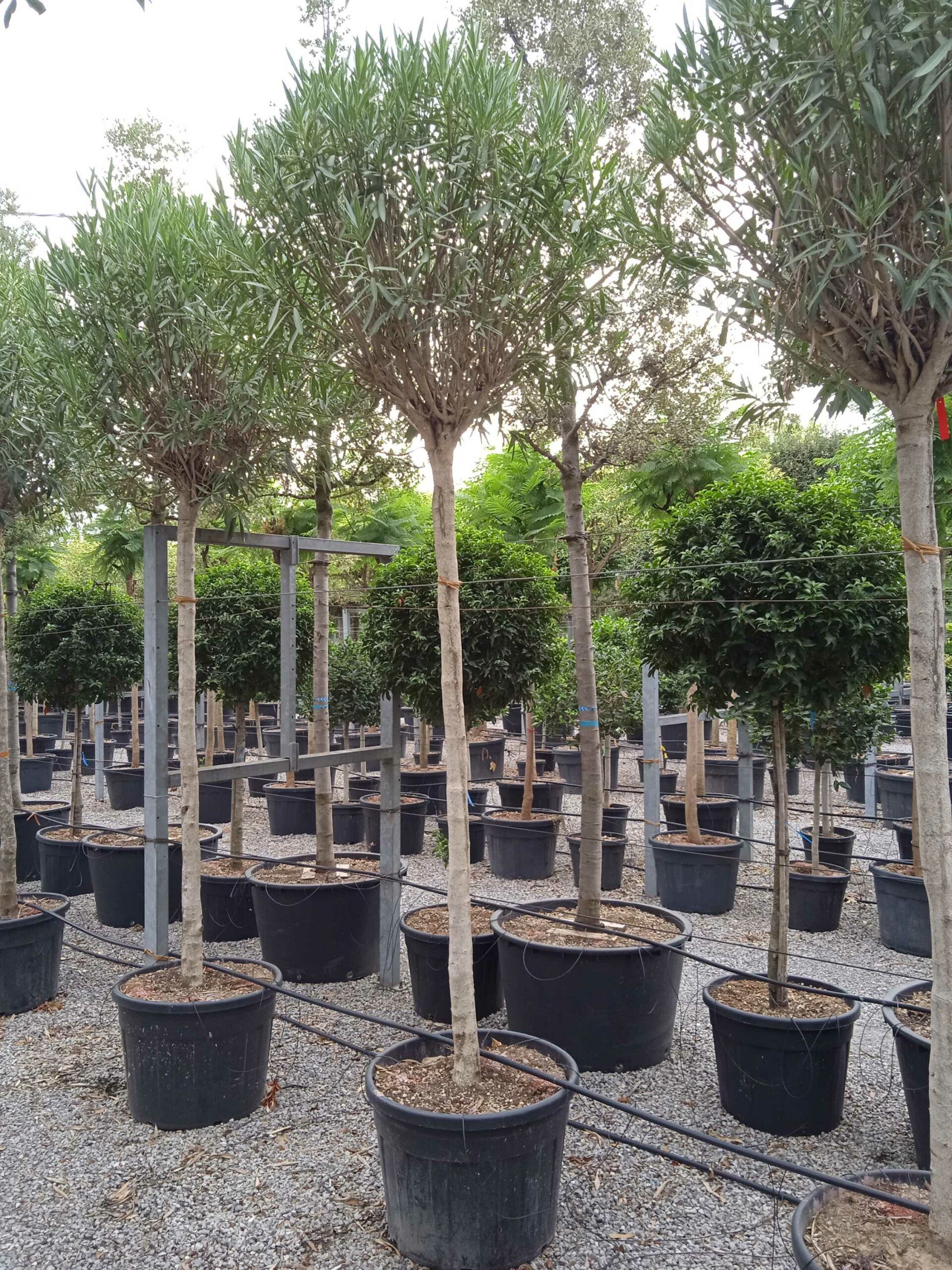 1661871286 scaled 9bd1dc60