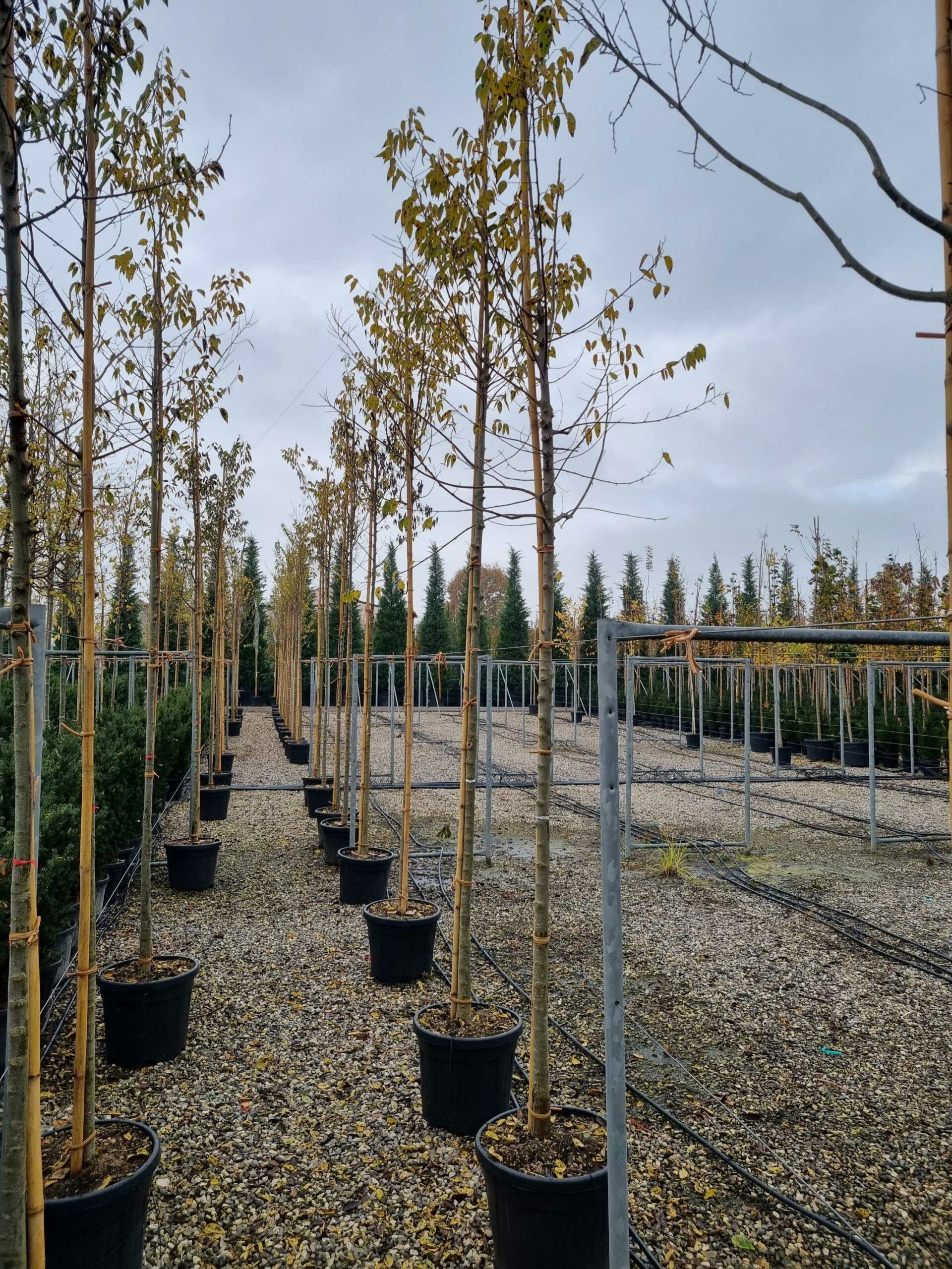 1668679908 scaled 9bfc8756