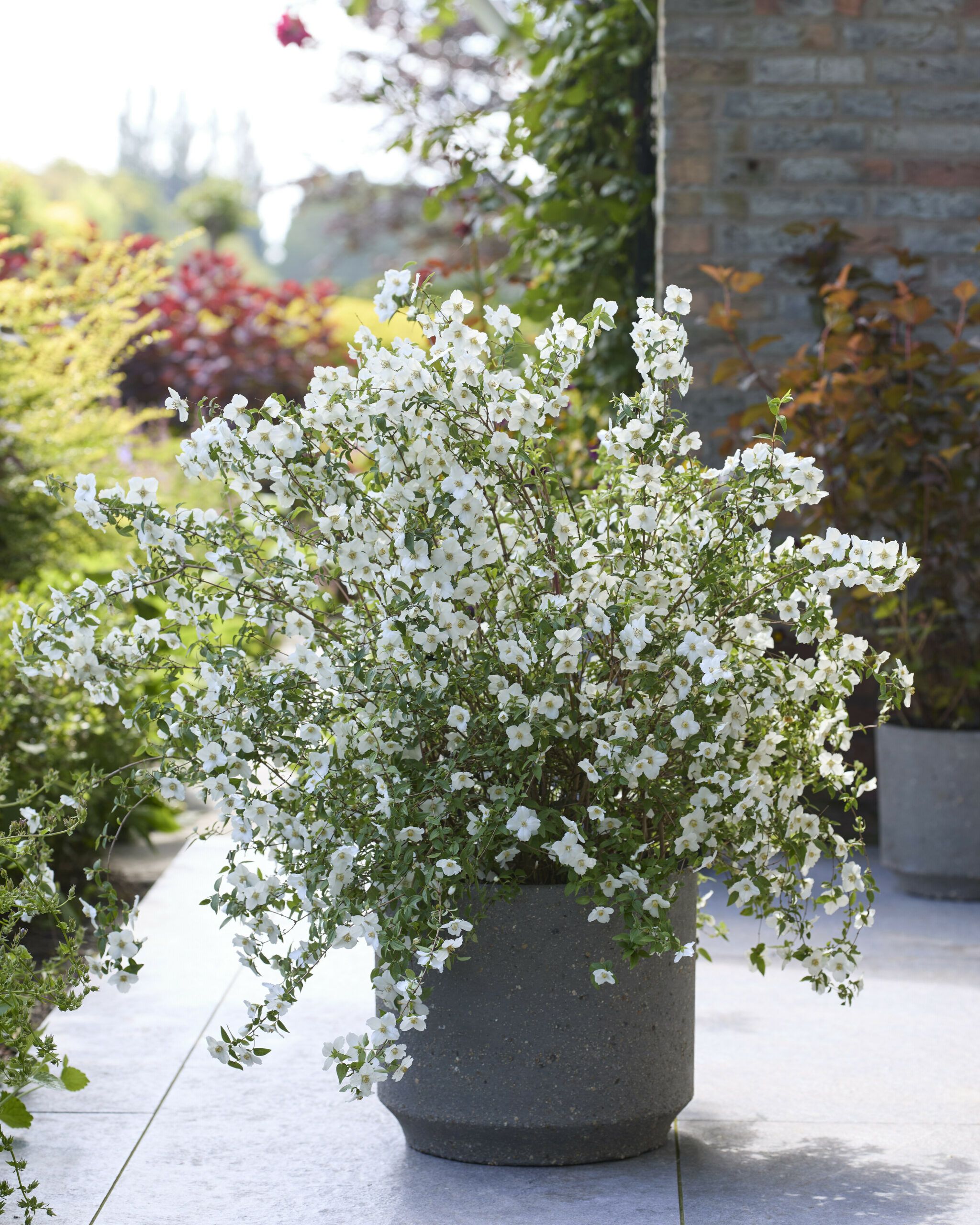 Philadelphus Petite Perfume White 15 scaled 9ba9fbf8