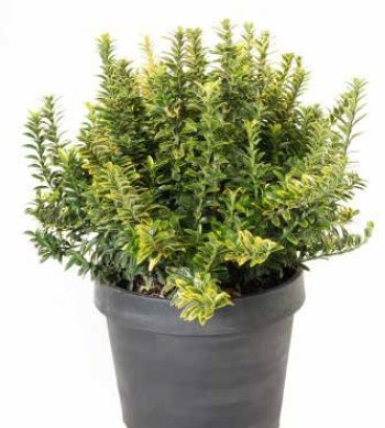 1614103078 euopuauc7 9c2c6cab