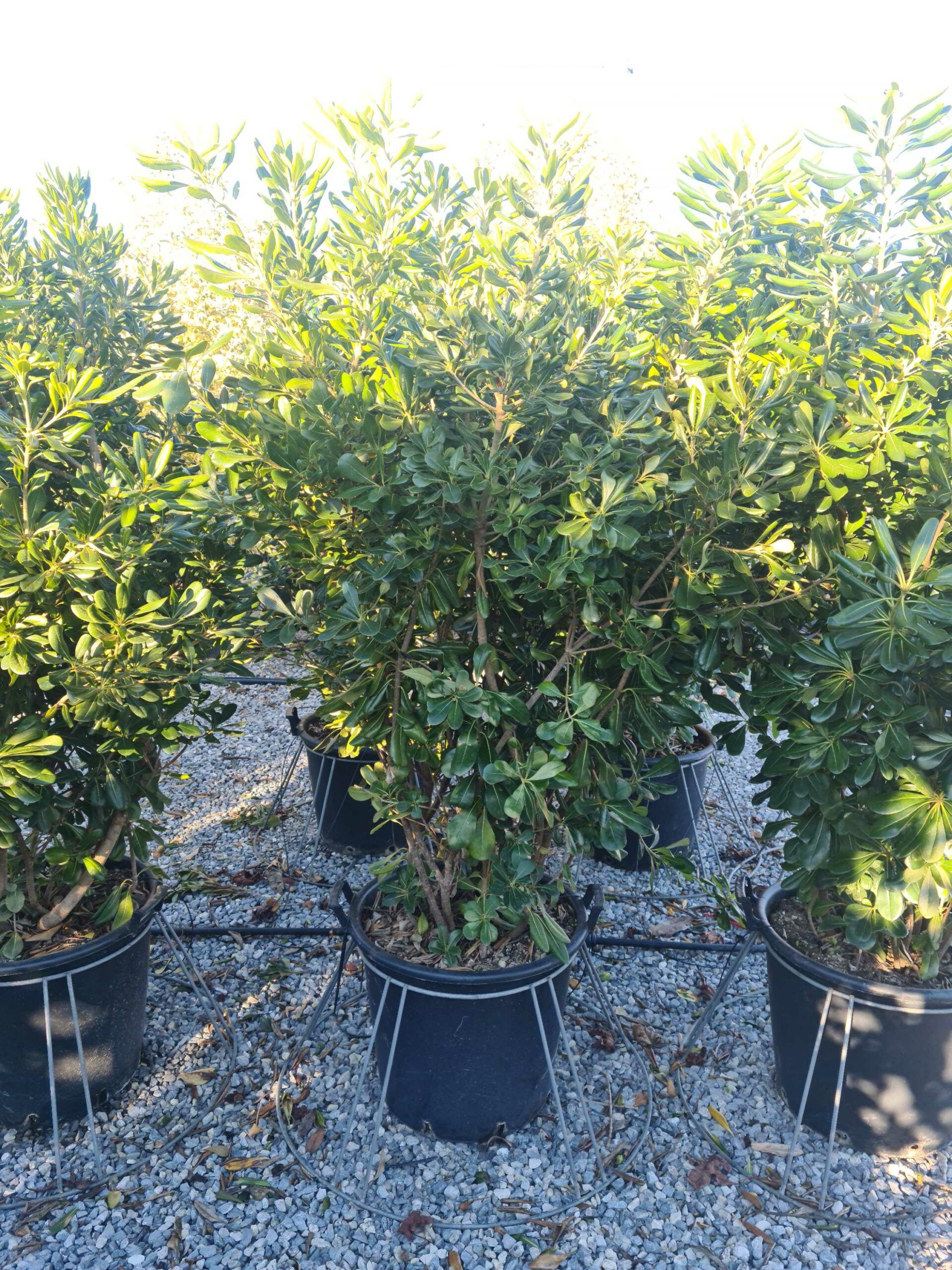 1639662379 scaled 9cd2e4e4