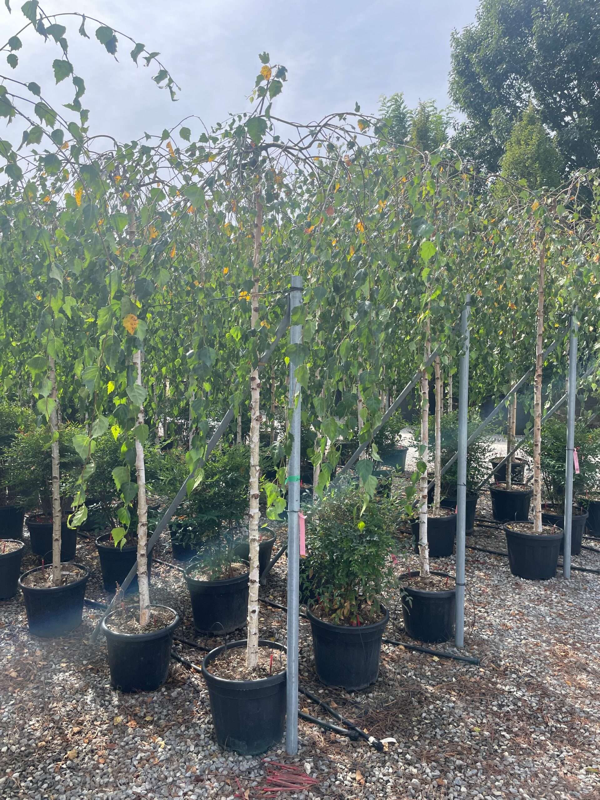 1690792615 scaled 9c3da967