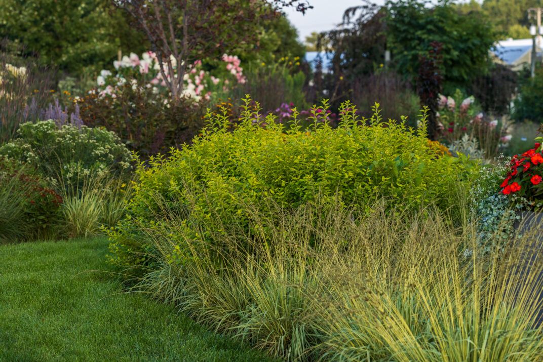 lucky devil 3 9c8174c6