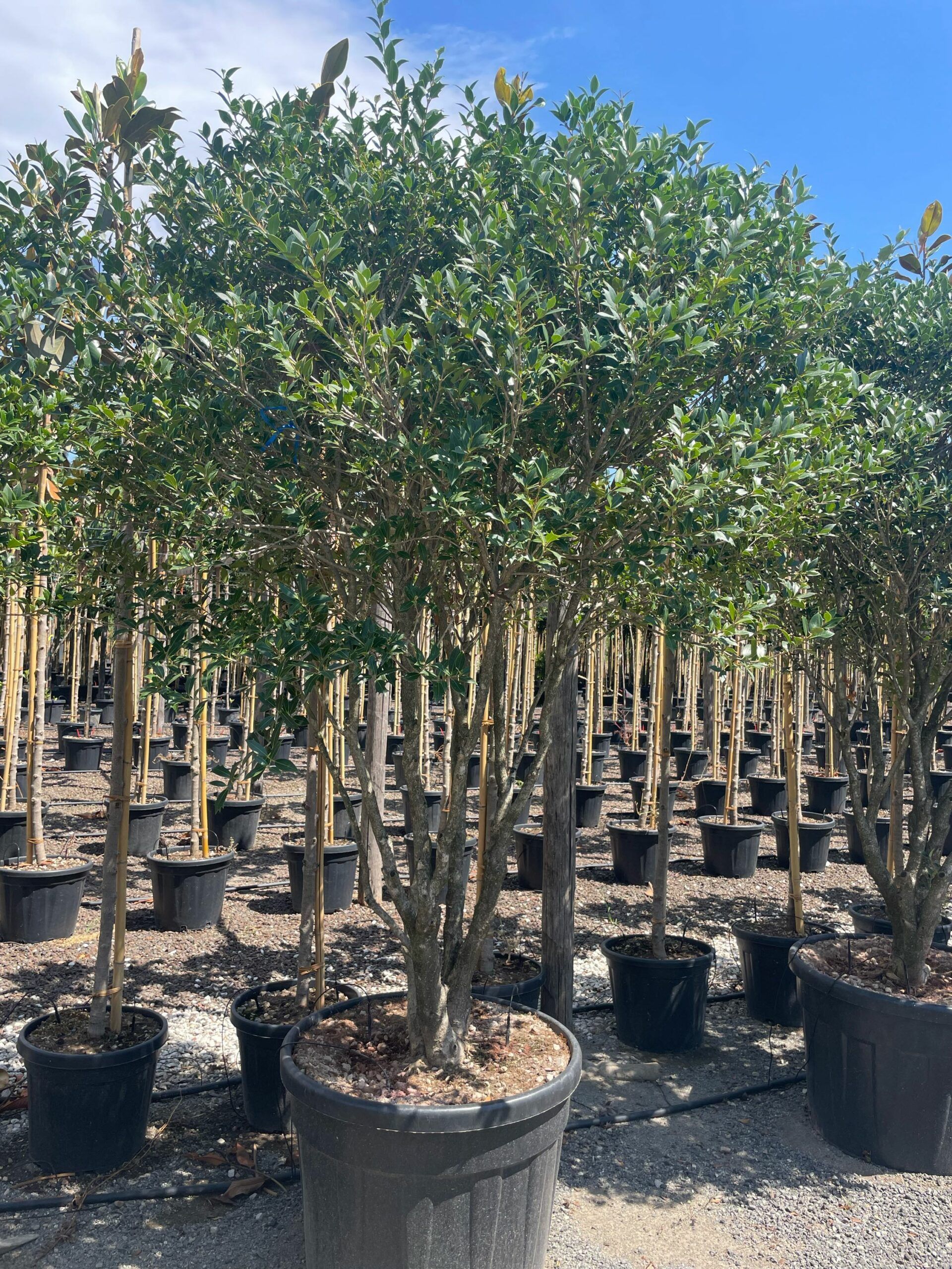 1690807825 scaled 9d4d4a2d