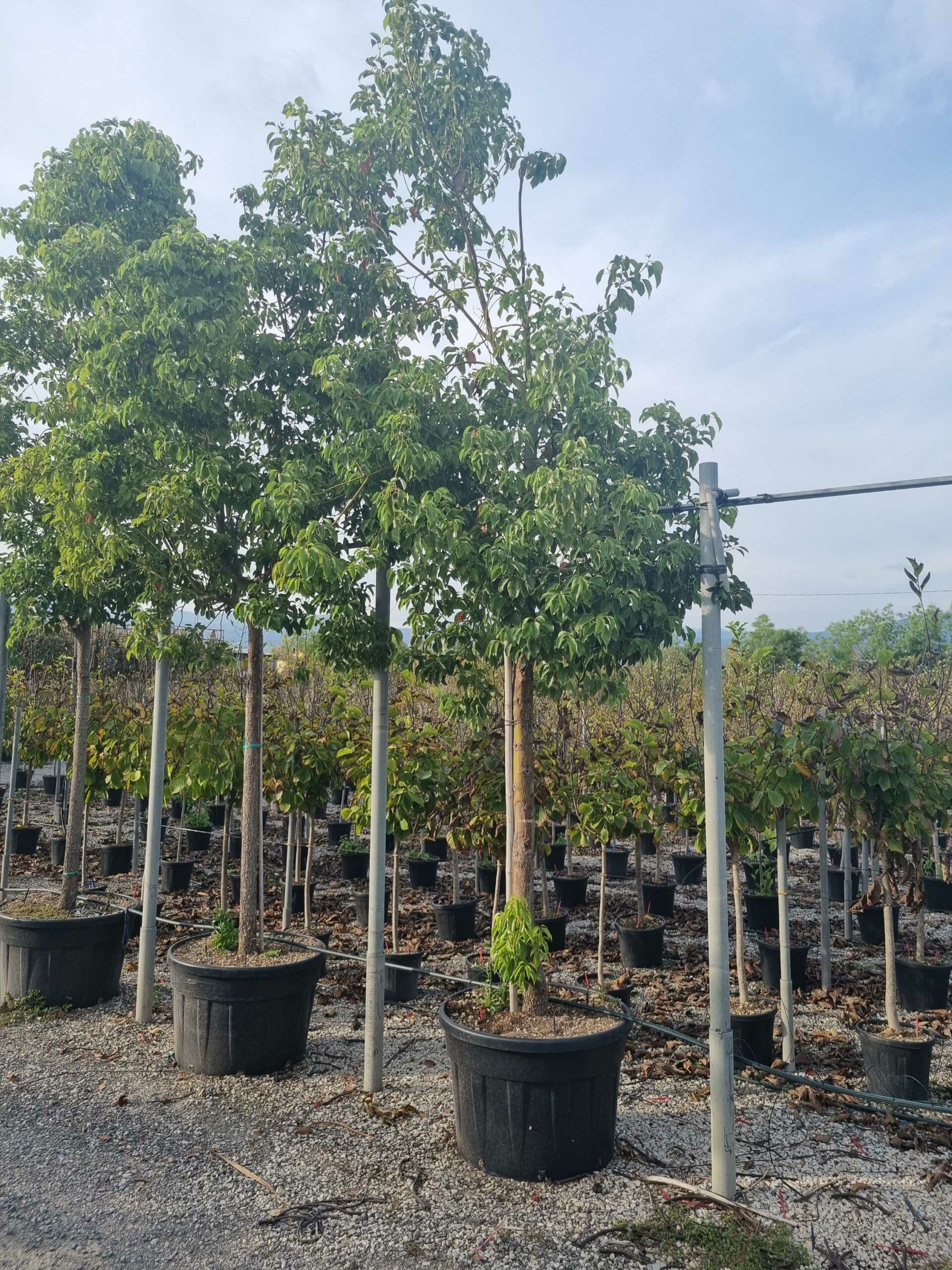 1665671826 scaled 9e21f76d