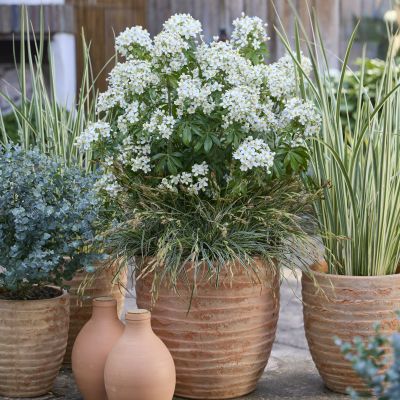 CHOISYA ternata 'Greenfingers' ®