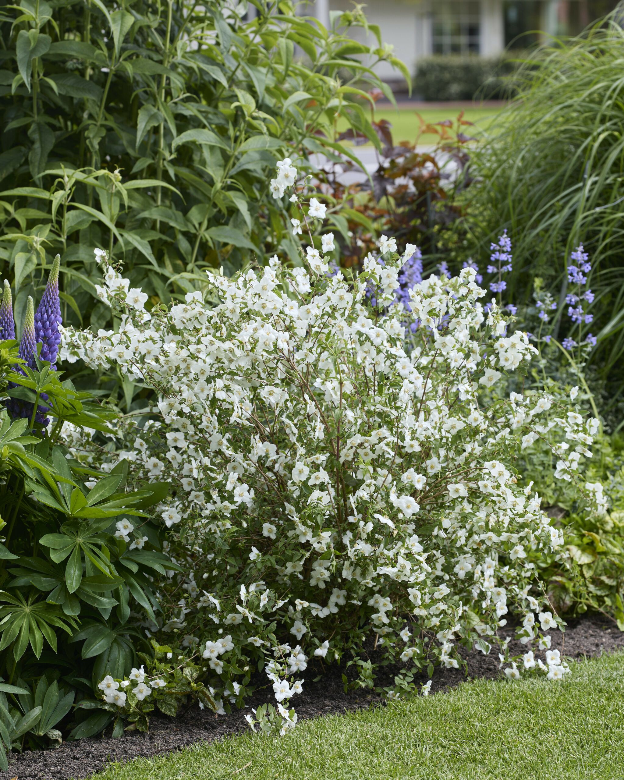 Philadelphus Petite Perfume White 19 scaled 9e9811c6