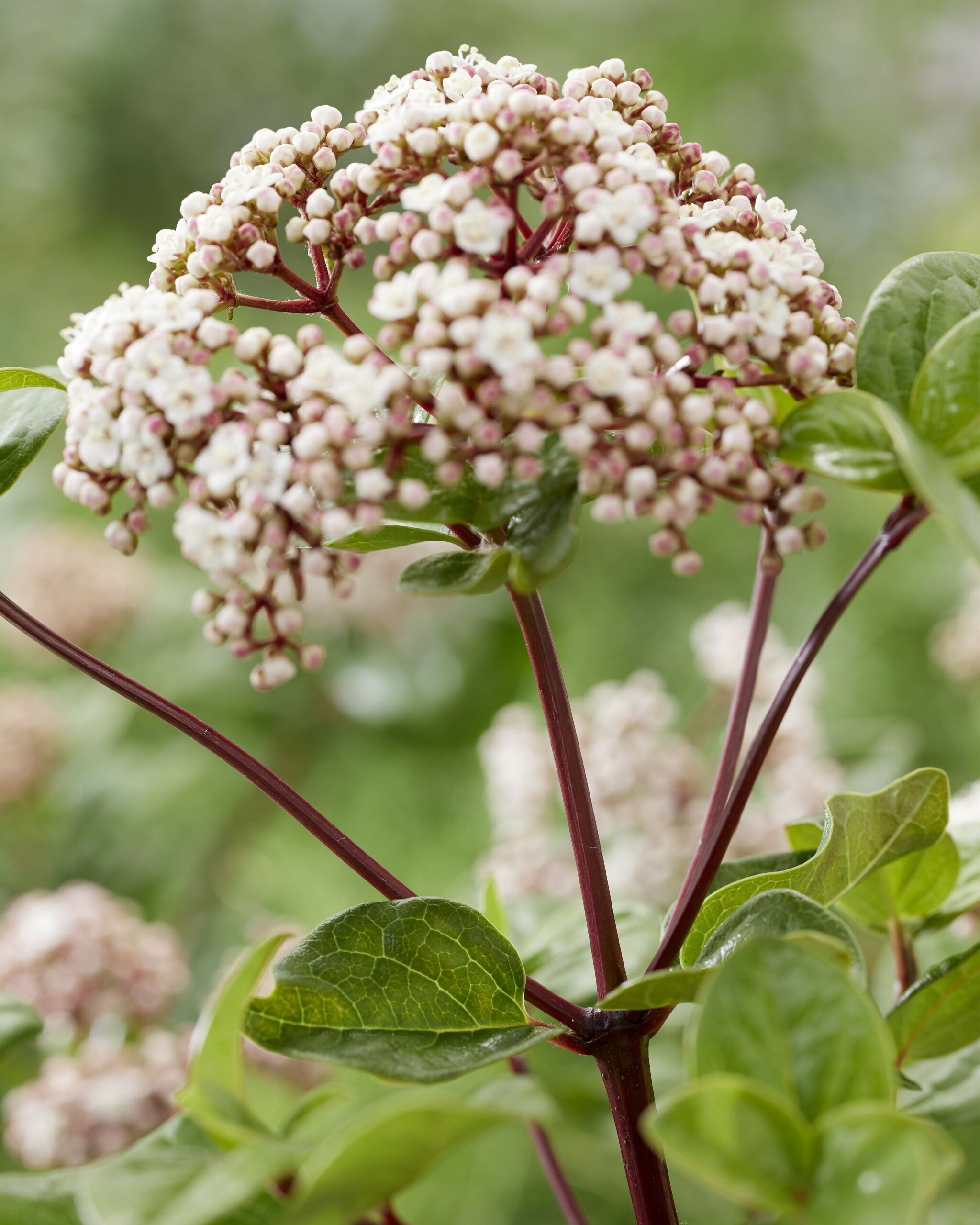 Viburnum Rock n Rolla 10 scaled 9e5b8ca5