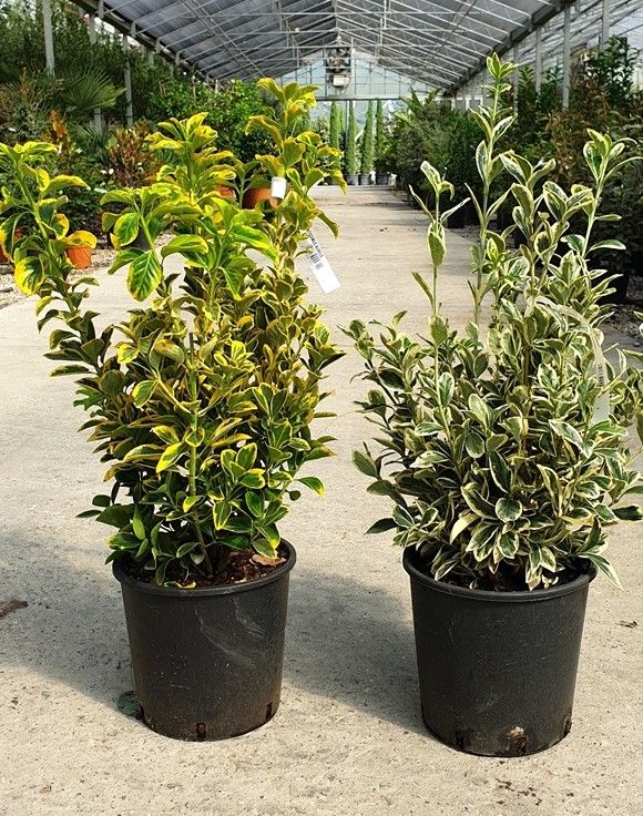 1624377610 Euonymus Aurea et Bravo clt 7 10 9f214eb9