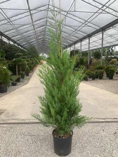 1637252615 1604123933 9f4a78b8